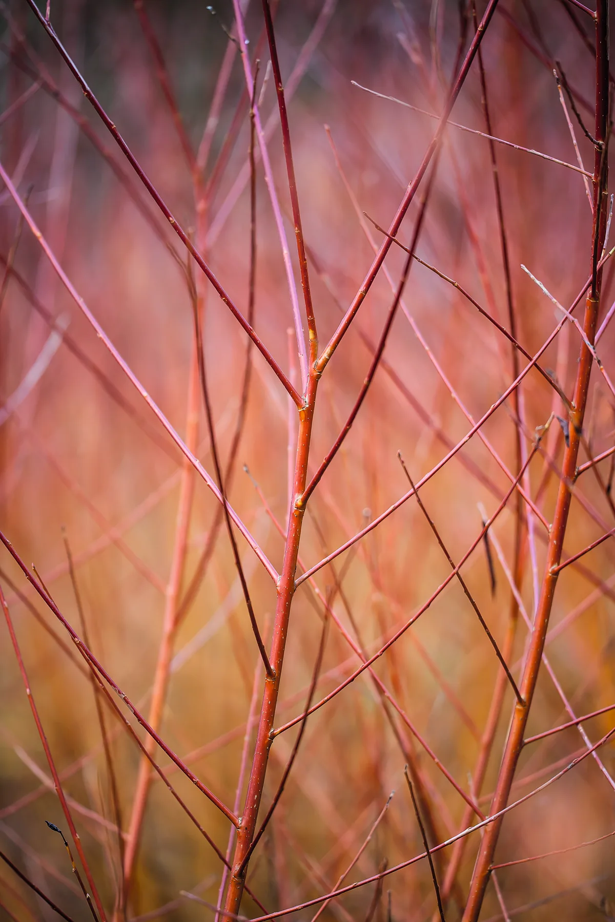 Salix alba var. vitellina 'Yelverton' Salix alba var. vitellina 'Yelverton'