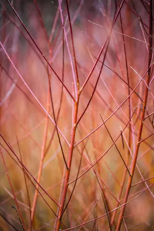 Salix alba var. vitellina 'Yelverton' Salix alba var. vitellina 'Yelverton'