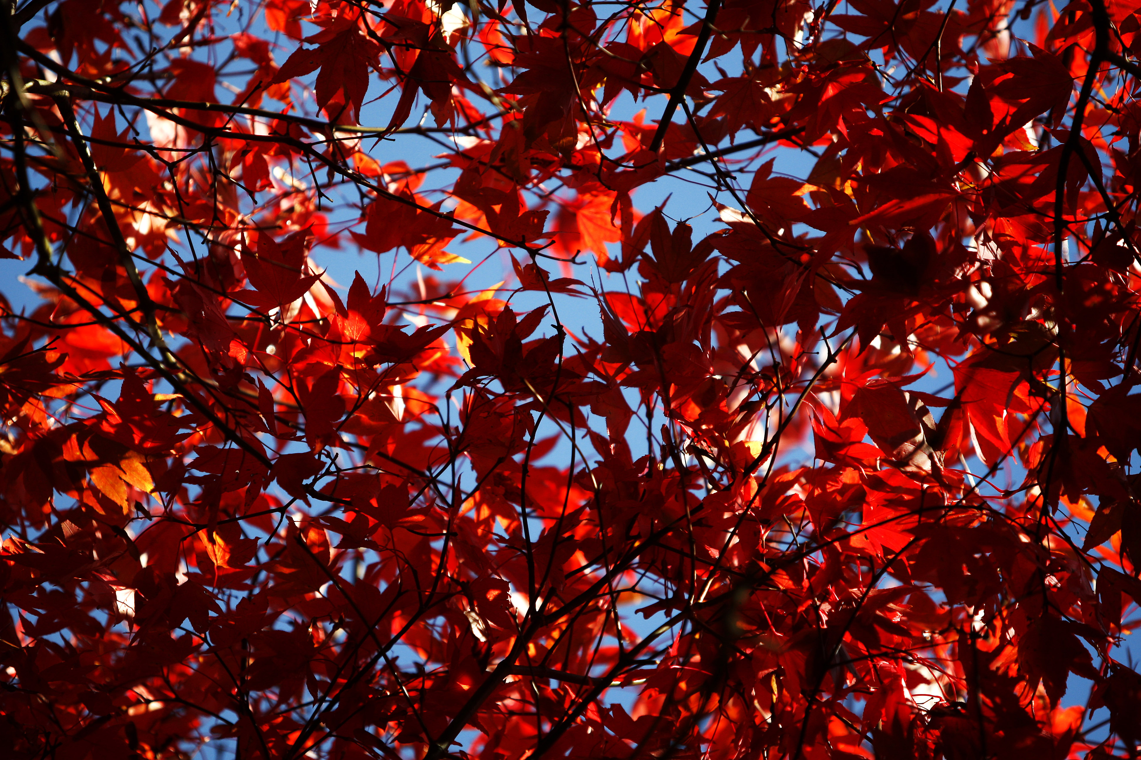 Westonbirt National Arboretum Westonbirt National Arboretum