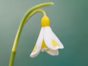 Galanthus plicatus 'Golden Fleece' Galanthus plicatus 'Golden Fleece'