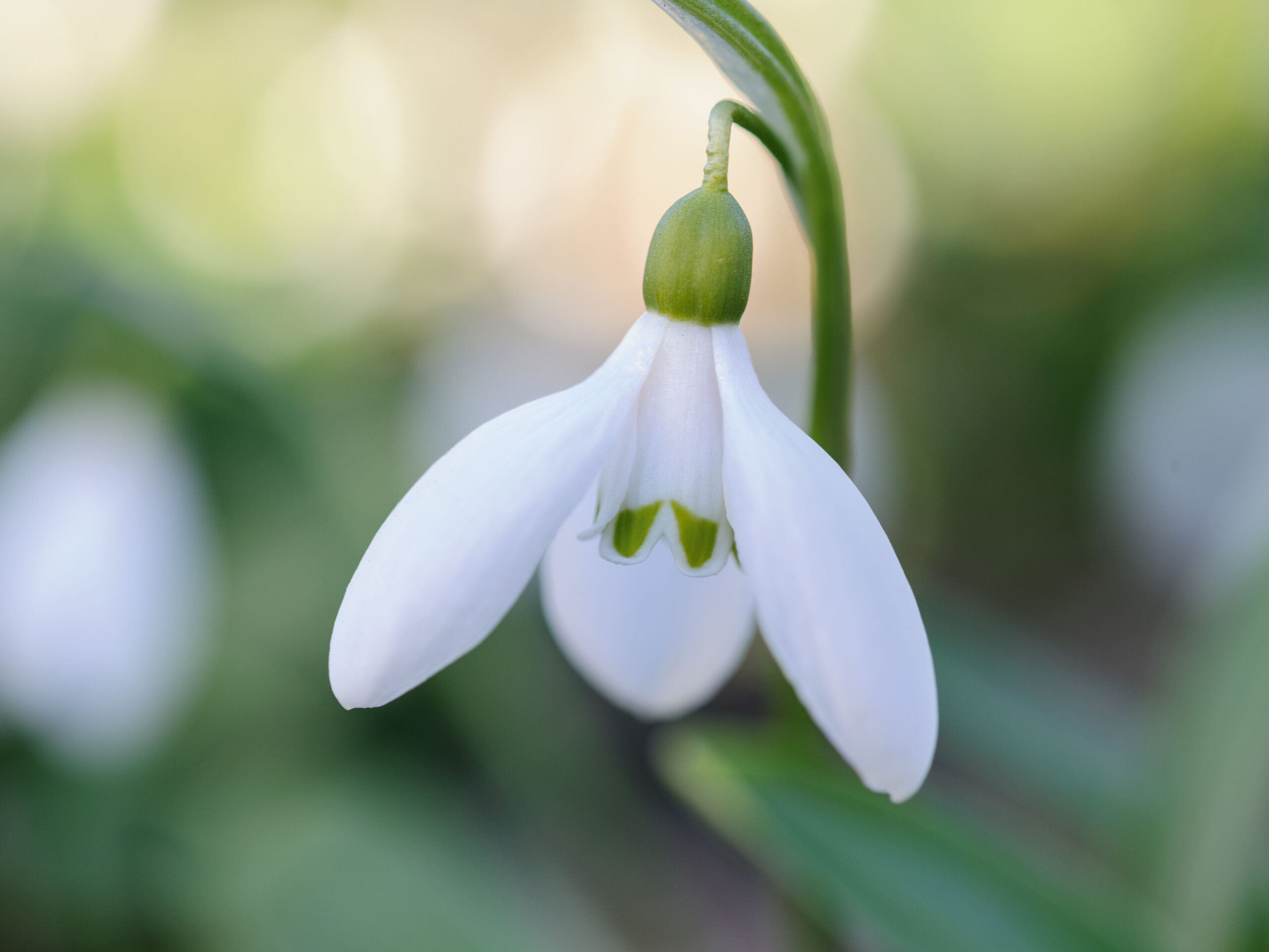 Snowdrops: Galanthus Woronowii Snowdrops: Galanthus Woronowii
