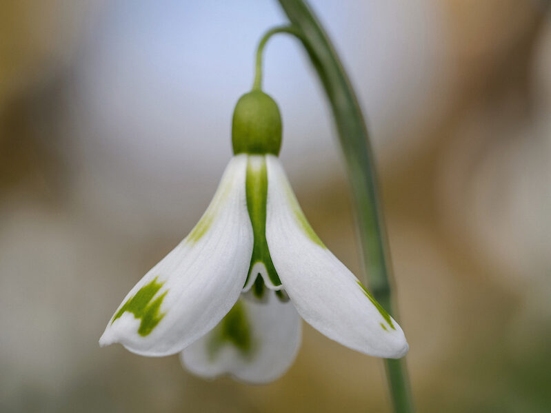 Snowdrops: Galanthus 'Veronica Cross' Snowdrops: Galanthus 'Veronica Cross'