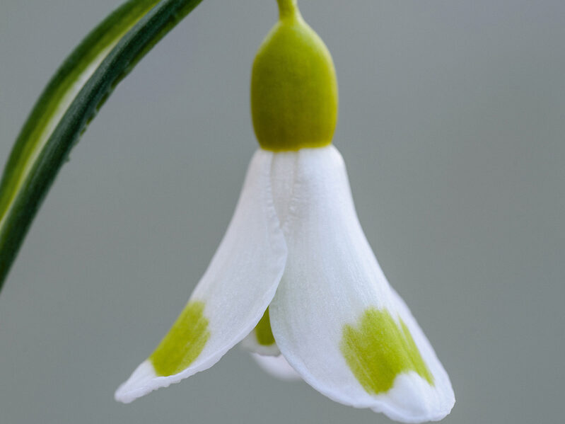 Galanthus 'Golden Fleece' Galanthus 'Golden Fleece'. Photograph Jason Ingram