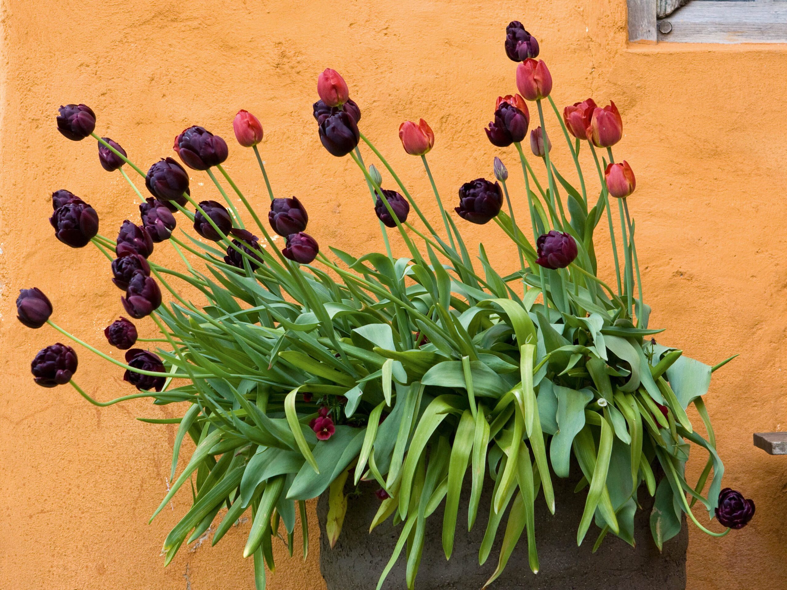 In May T. ‘Black Hero’ and T. ‘James Wild’ mix shades of rich toffee and burnt orange, a combination that matches the earthy colours and the textures of both the pot and the wall behind.