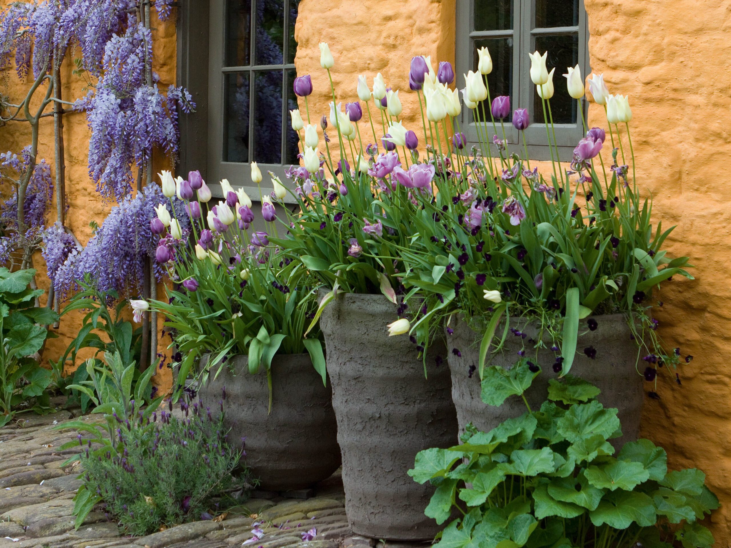 Pots of tulips by the house.