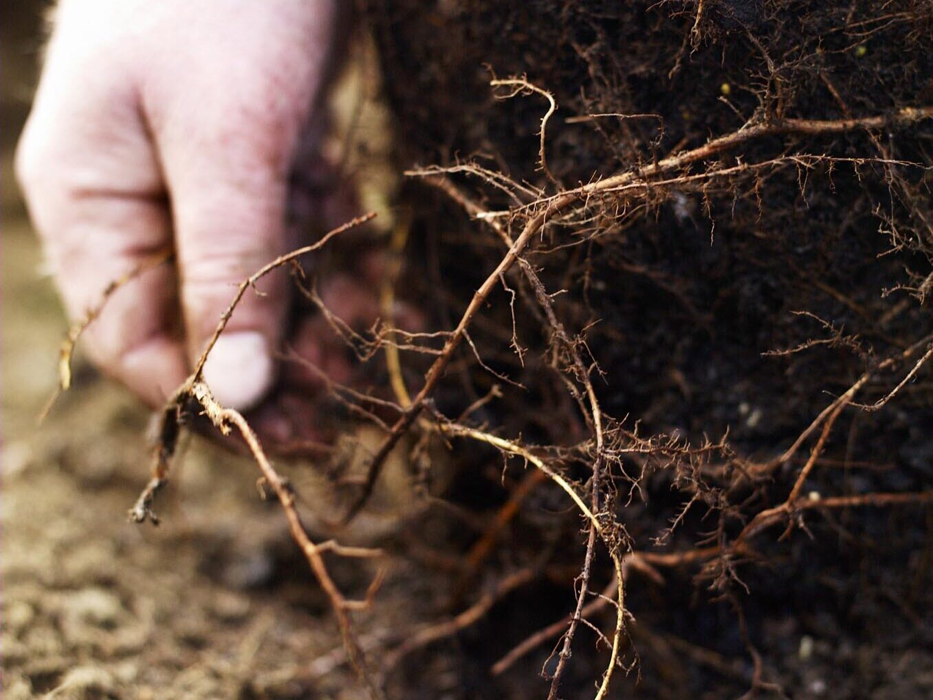 How to plant a tree