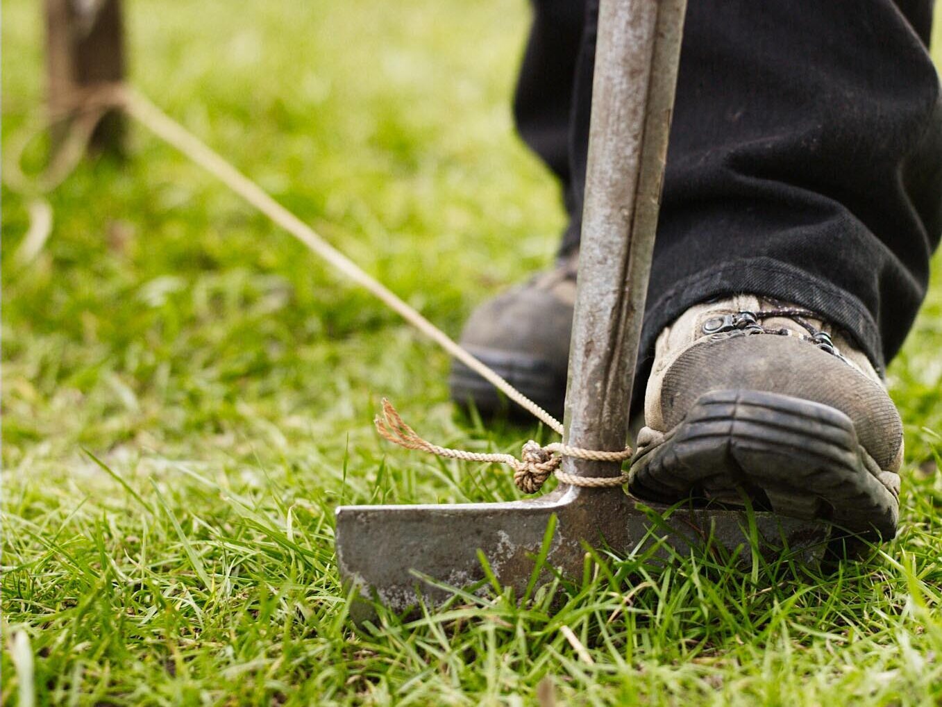 How to plant a tree