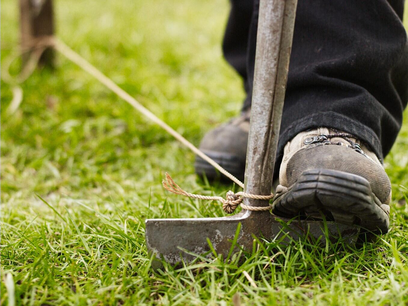 How to plant a tree