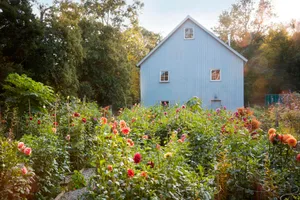 The first of Frances Palmer’s two cutting gardens, which spills on to a repurposed tennis court, housing over 500 dahlias between them. The studio barn was built around salvaged beams from a local 1790s house. The first of Frances Palmer’s two cutting gardens, which spills on to a repurposed tennis court, housing over 500 dahlias between them. The studio barn was built around salvaged beams from a local 1790s house.