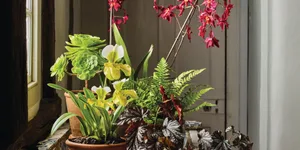 Pots of Style benton end Plants in pots