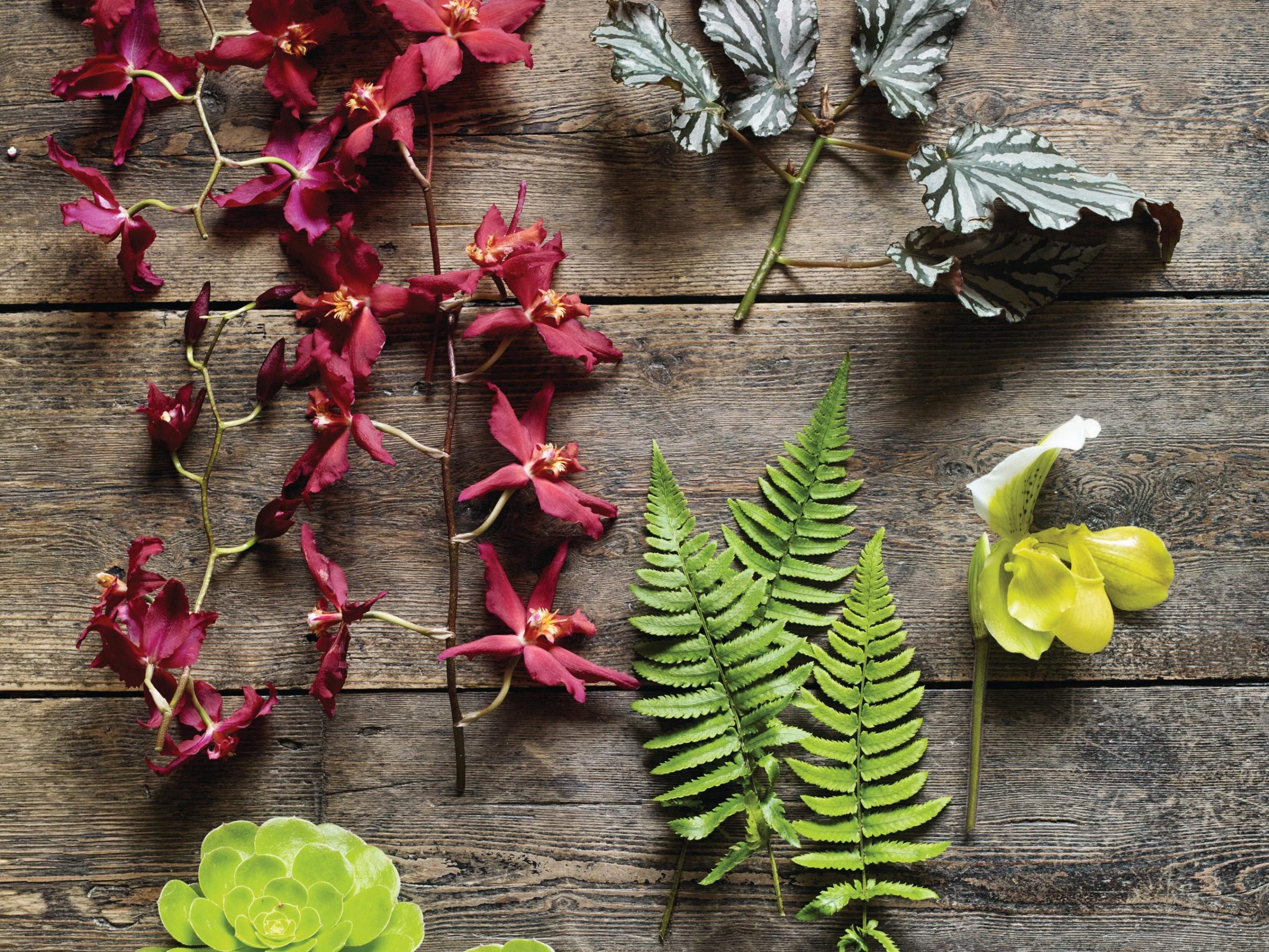 Plants on table