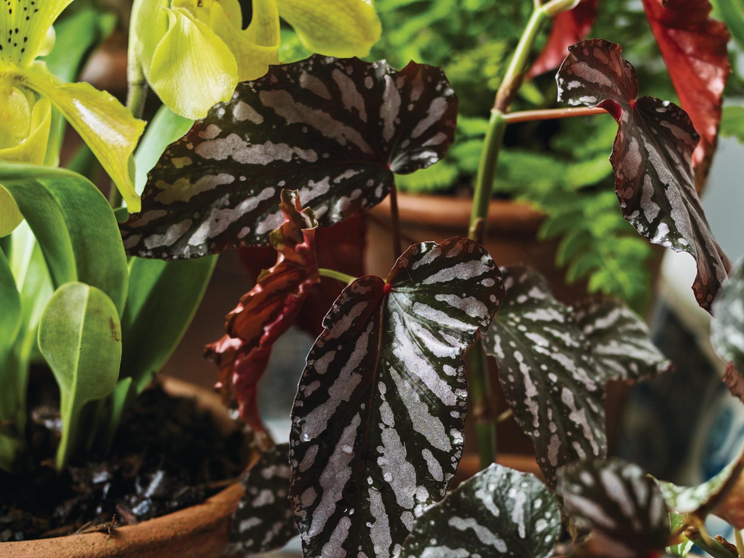 Plants in pots