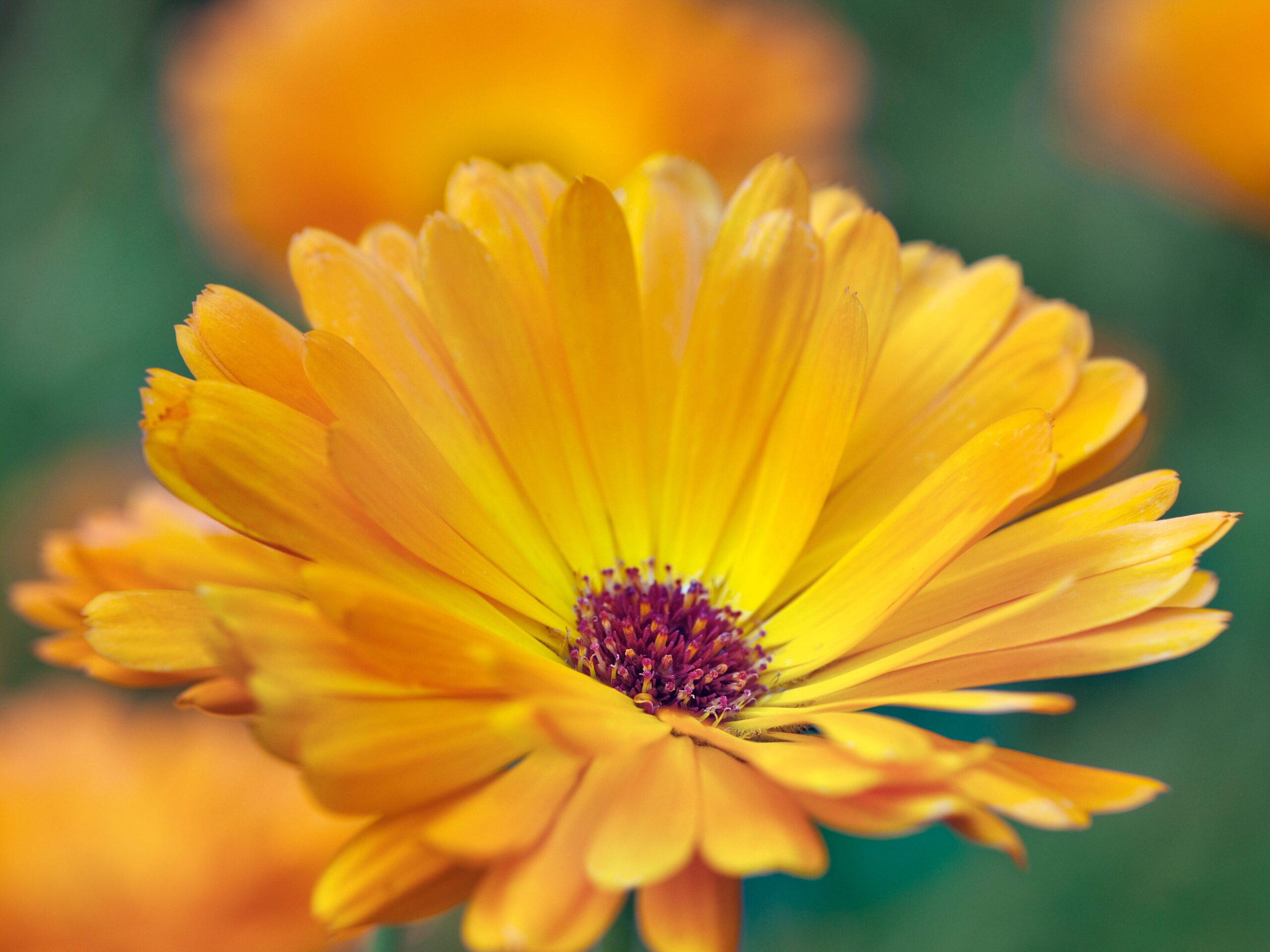 Calendula officinalis 'Orange King' (English marigold 'Orange King' - Hardy Annual)