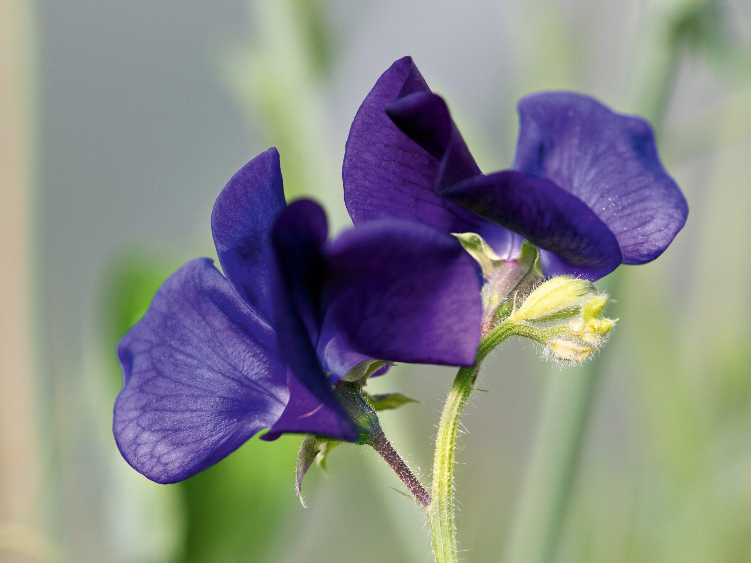 Lathyrus odoratus 'Dave's'