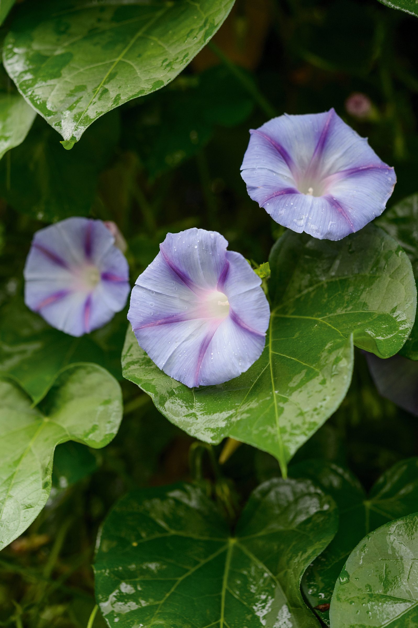 Ipomoea 'Caprice'