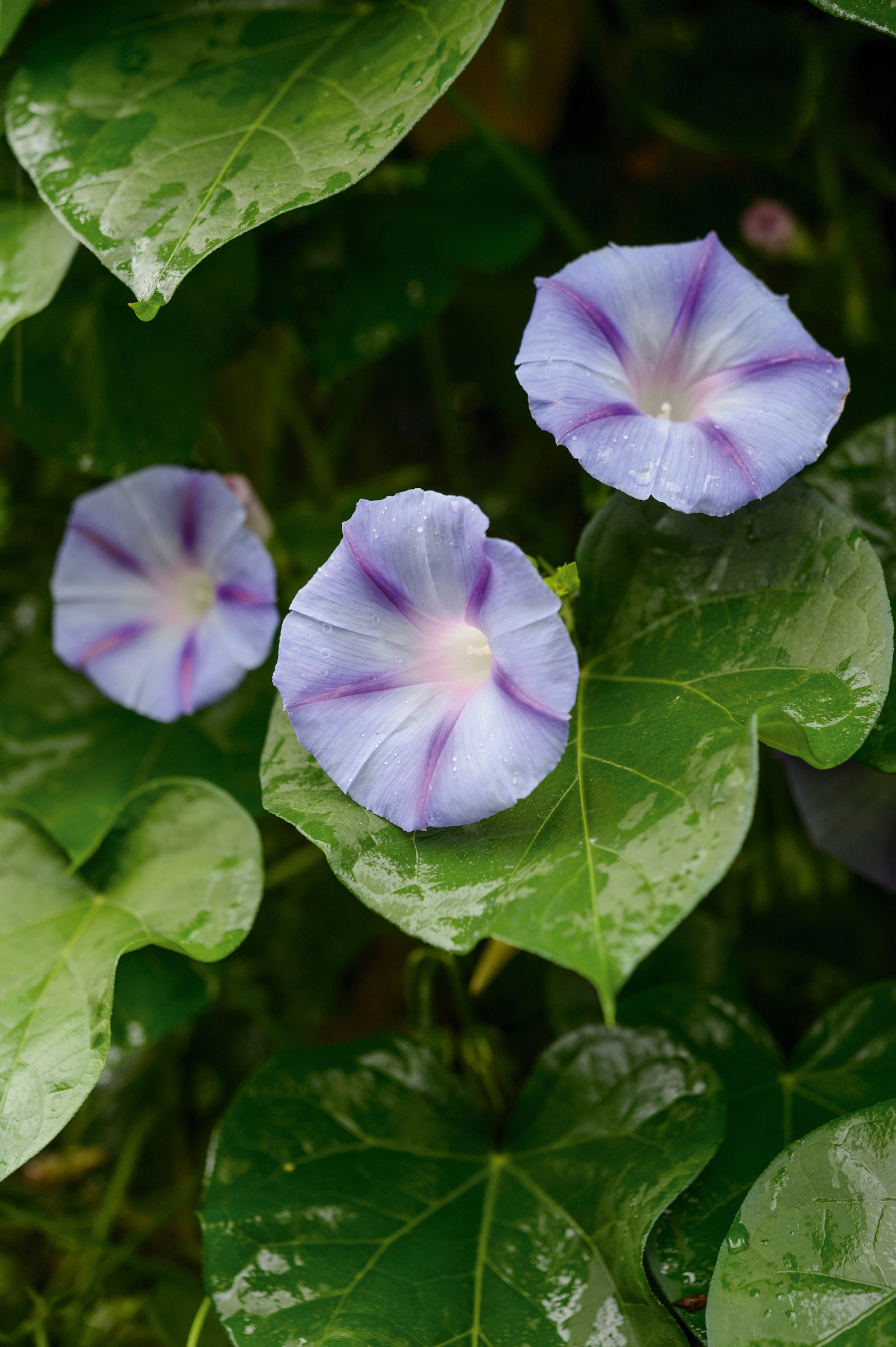Ipomoea 'Caprice'