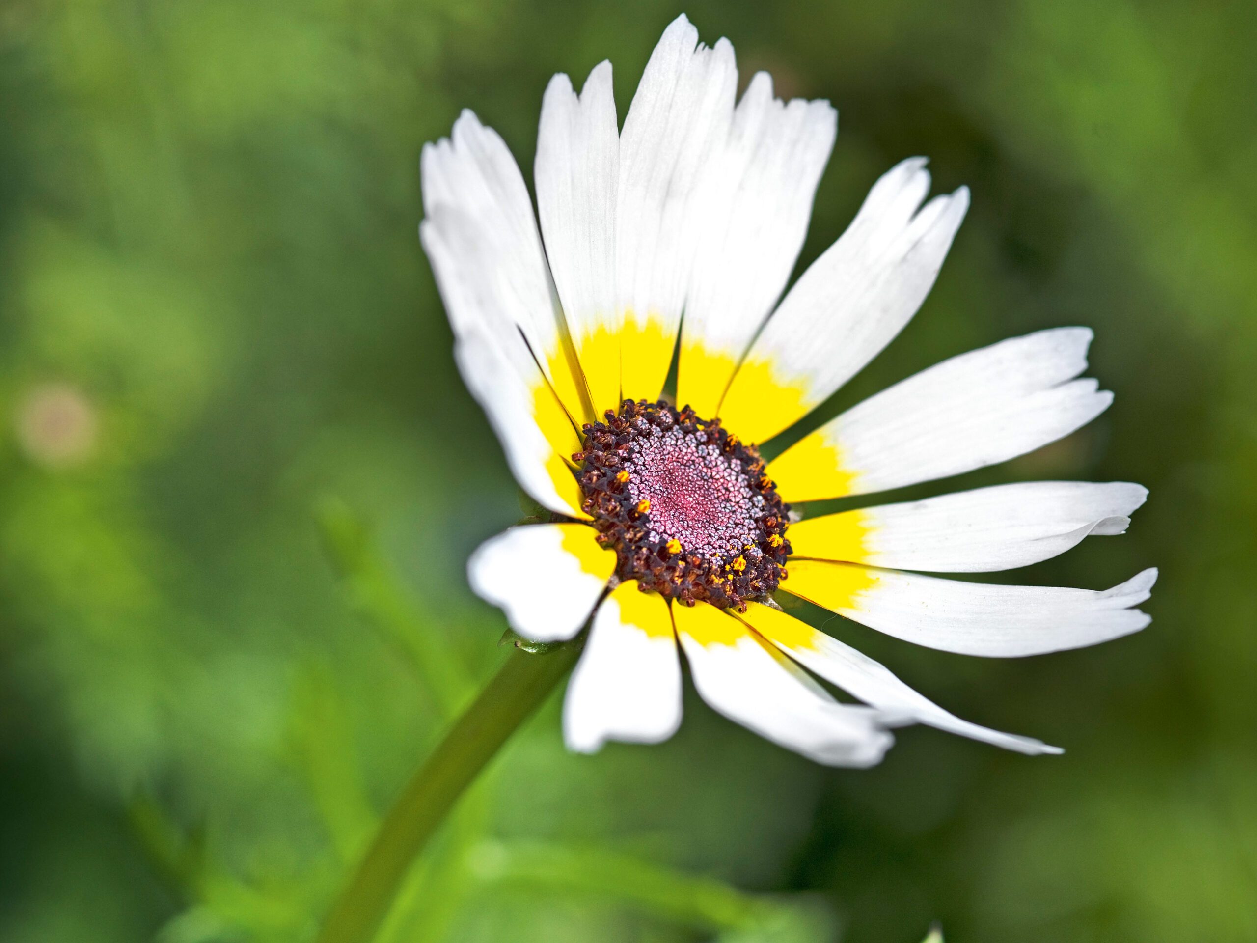 Chrysanthemum carinatum 'Polar Star' (Hardy Annual)