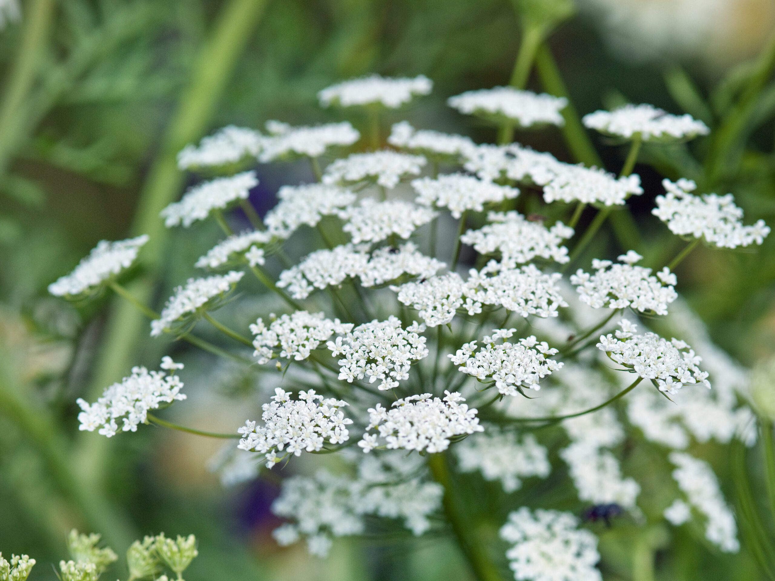 Ammi visnaga (Bisnaga, Bishop's weed, toothpickweed)