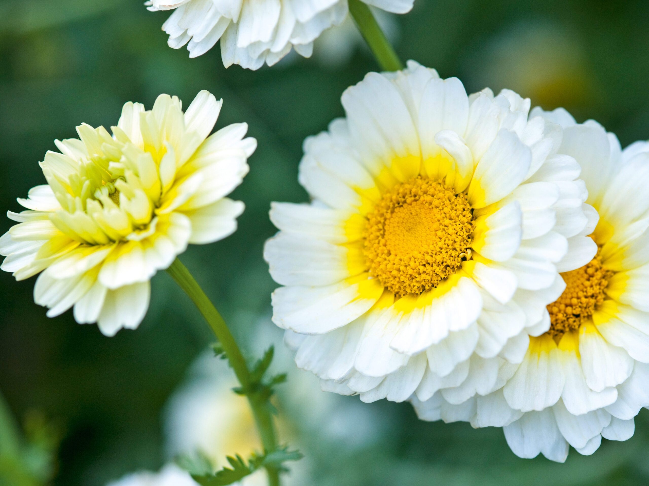 Chrysanthemum coronarium 'Primrose Gem' (syn. Glebionis coronaria Common name; Crown daisy, Garland chrysanthemum - Hardy Annual - inspired by working at Lindisfarne where Gertrude Jekyll chose 'White Gem').