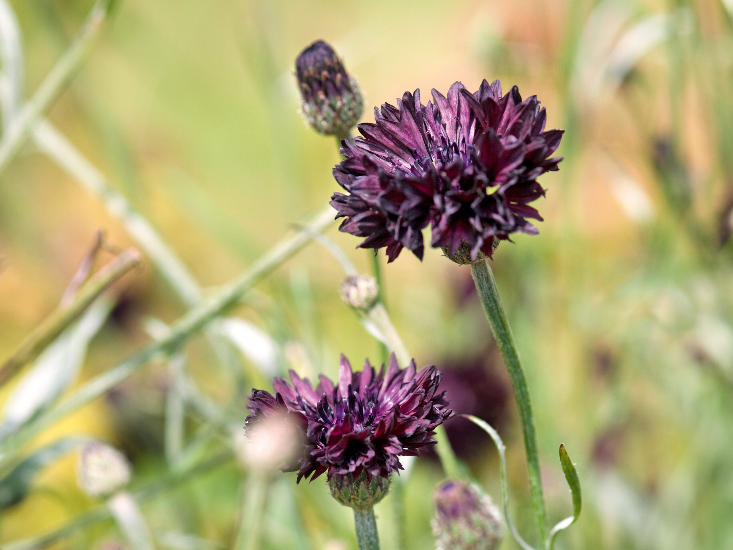 Centaurea cyanus 'Black Ball' (cornflower - Hardy Annual)