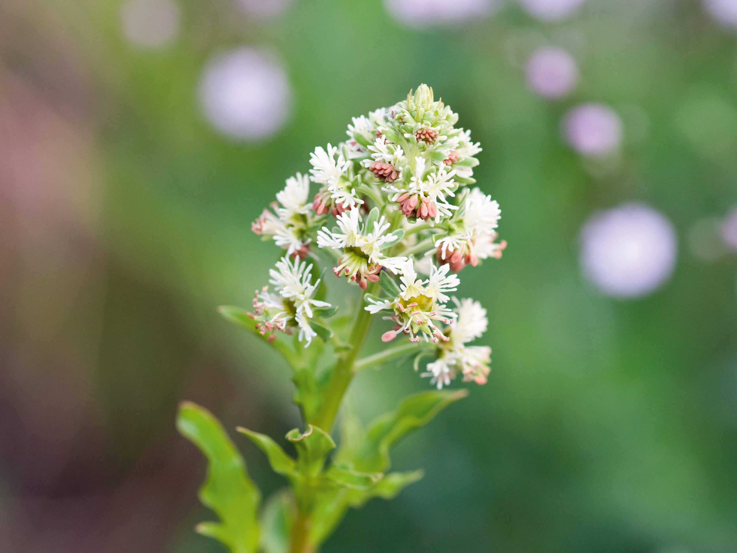 Reseda odorata grandiflora (Mignonette)