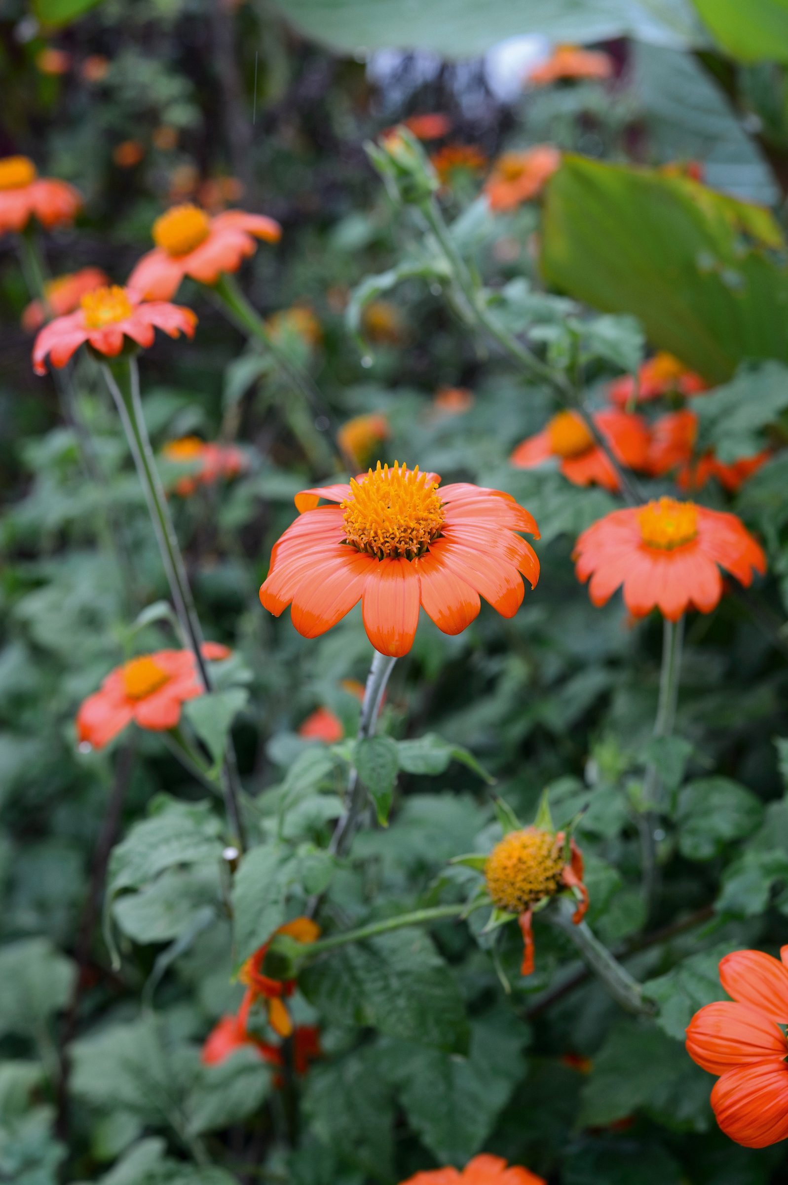 Tithonia rotundifolia 'Torch'