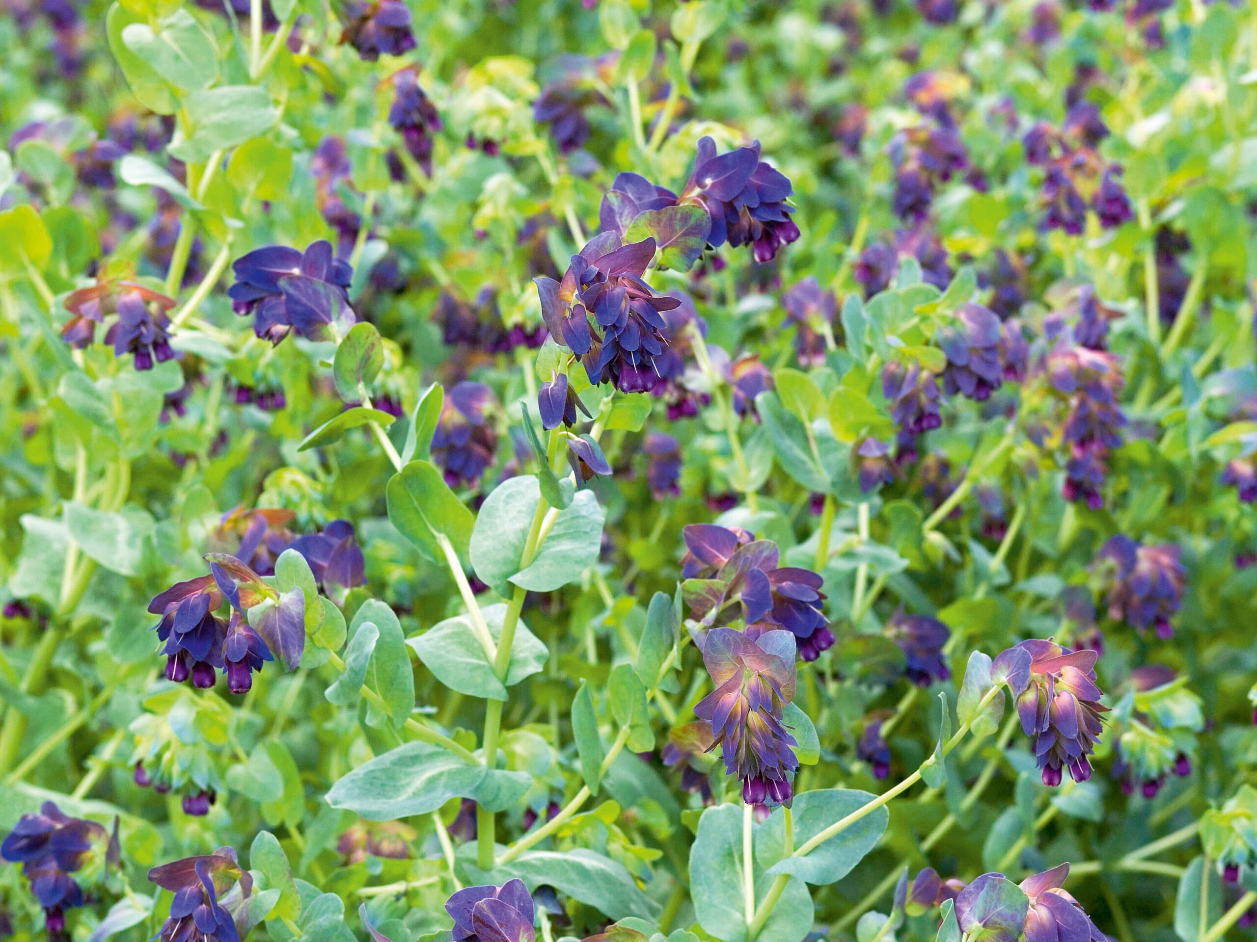 Cerinthe major 'Purpurascens'