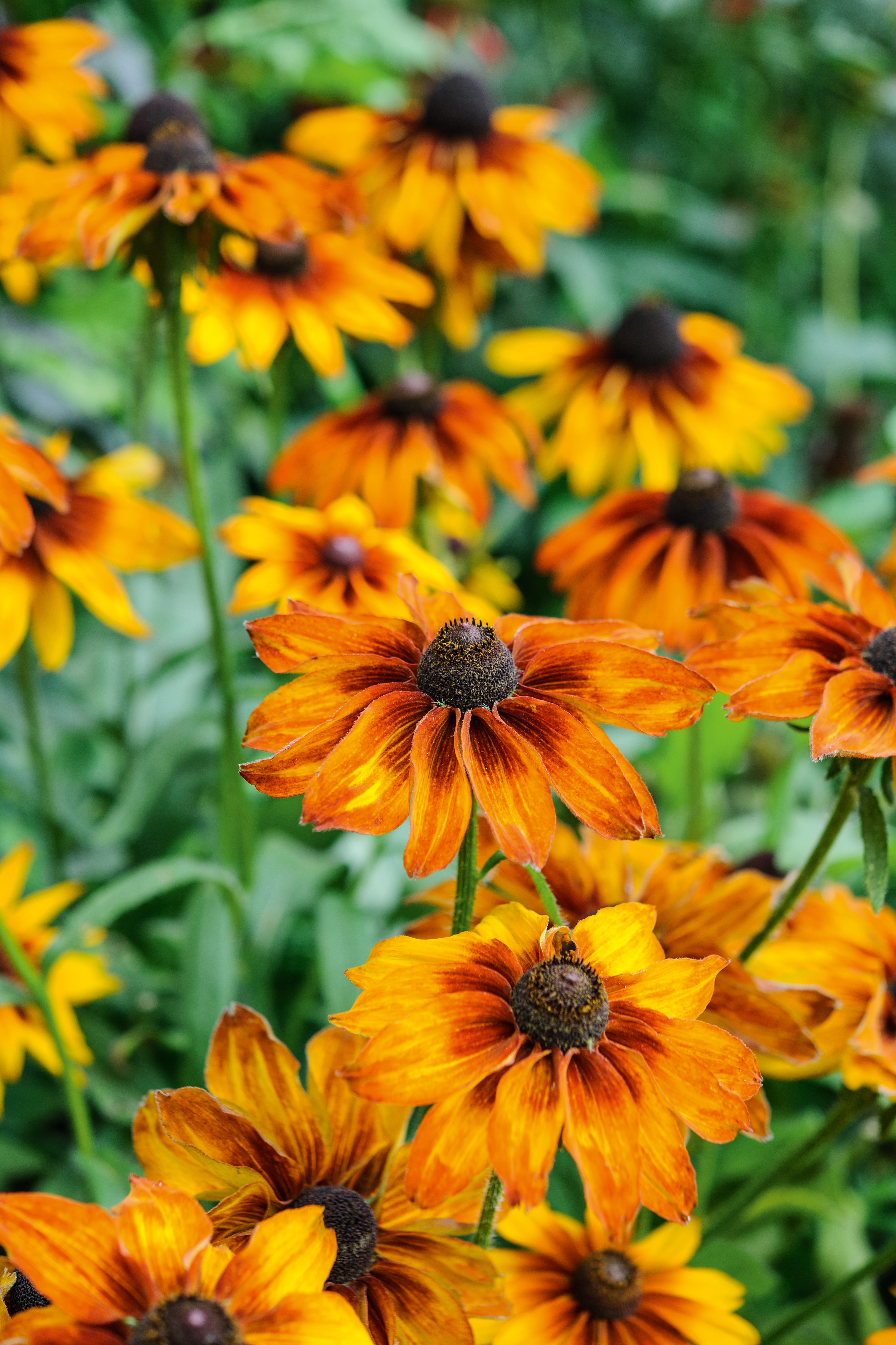 Rudbeckia hirta 'Cappuccino'