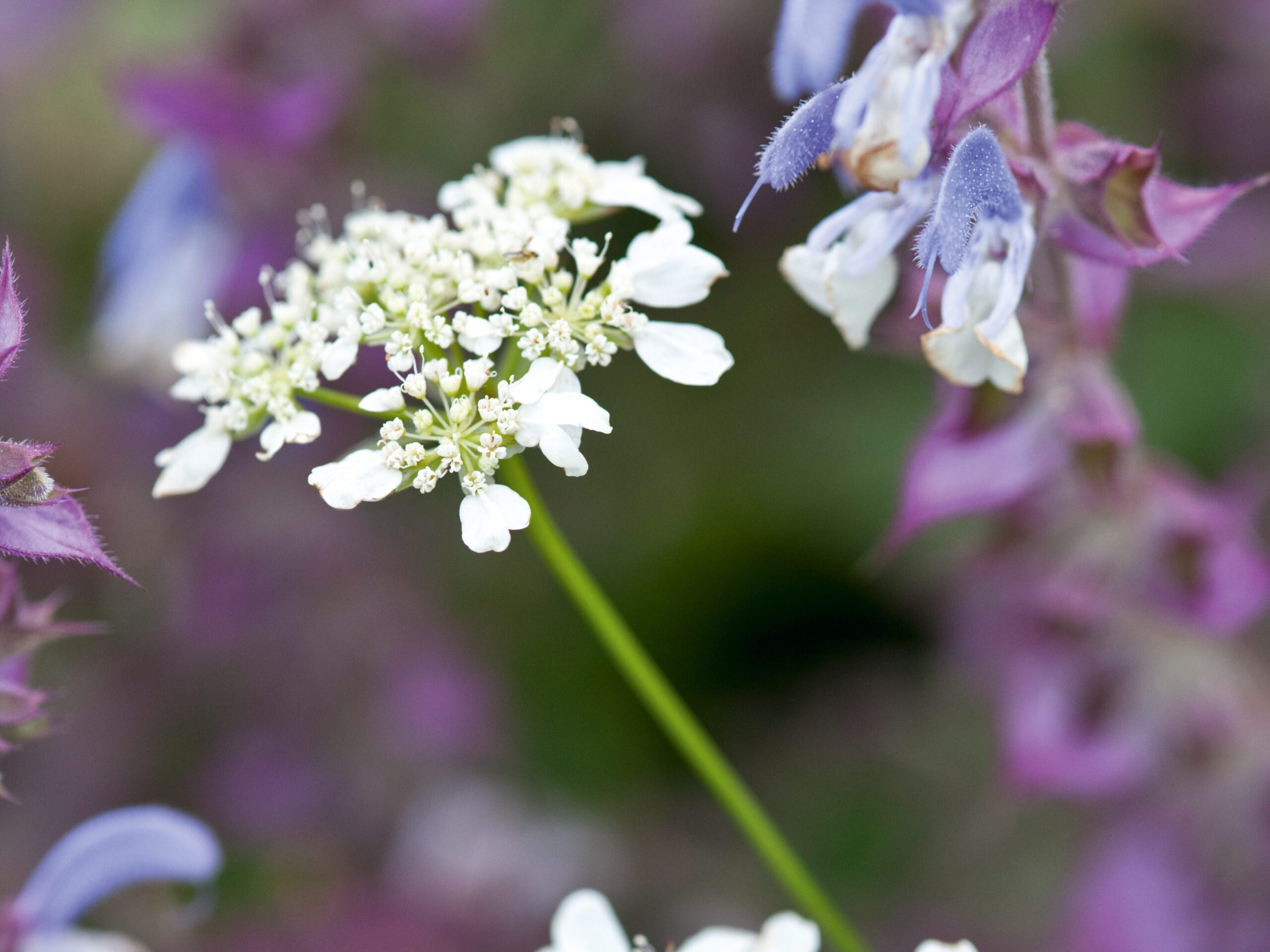 Orlaya grandiflora (Hardy Annual) with Salvia cv (Perennial)
