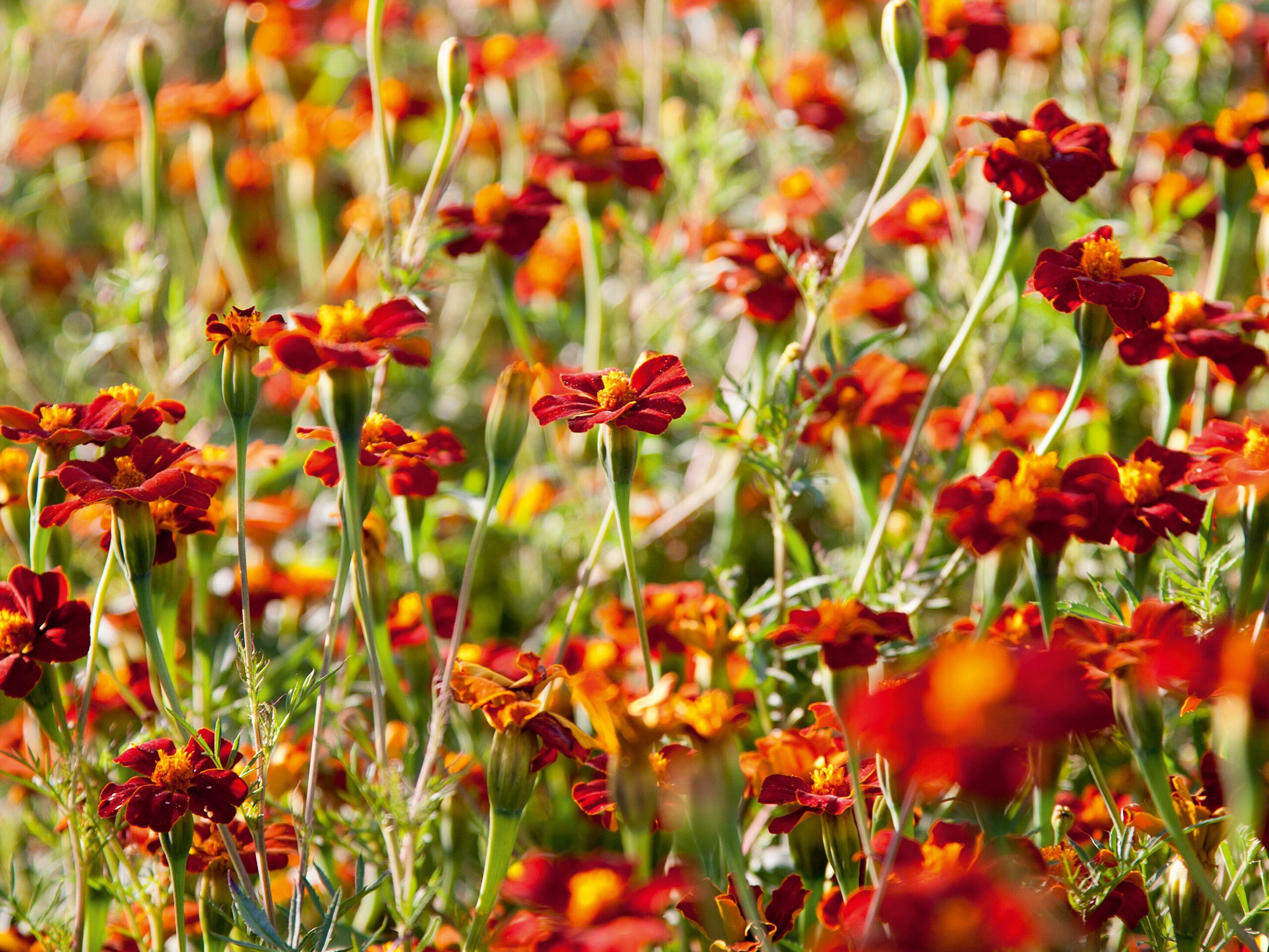 Tagetes Cinnabar