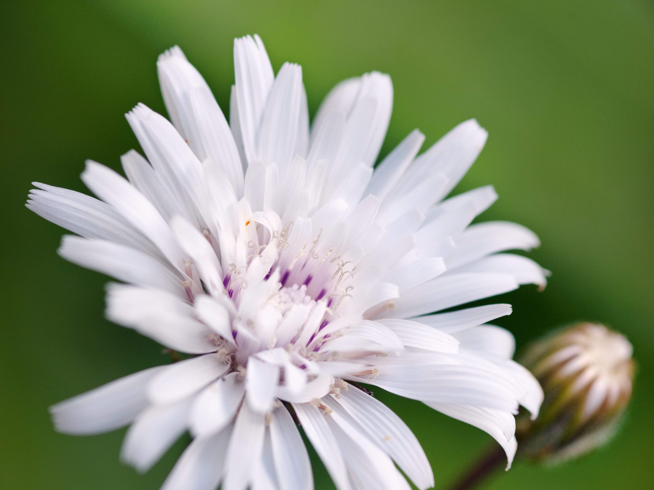 Crepis rubra 'Snow White' (Hawk's beard)