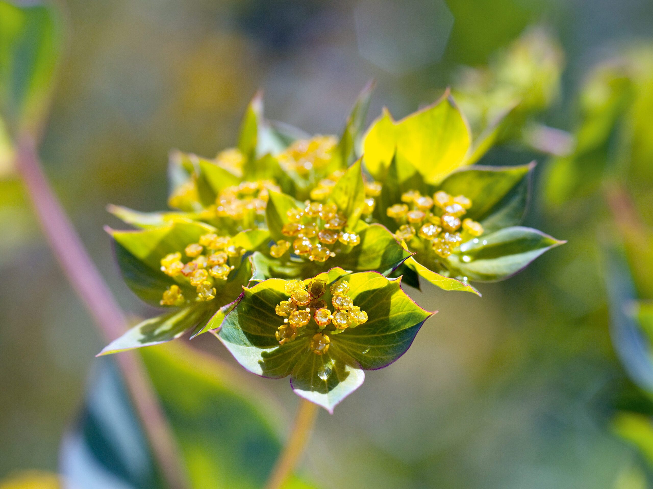 Bupleurum rotundifolium 'Griffithii' (Hare's throw)