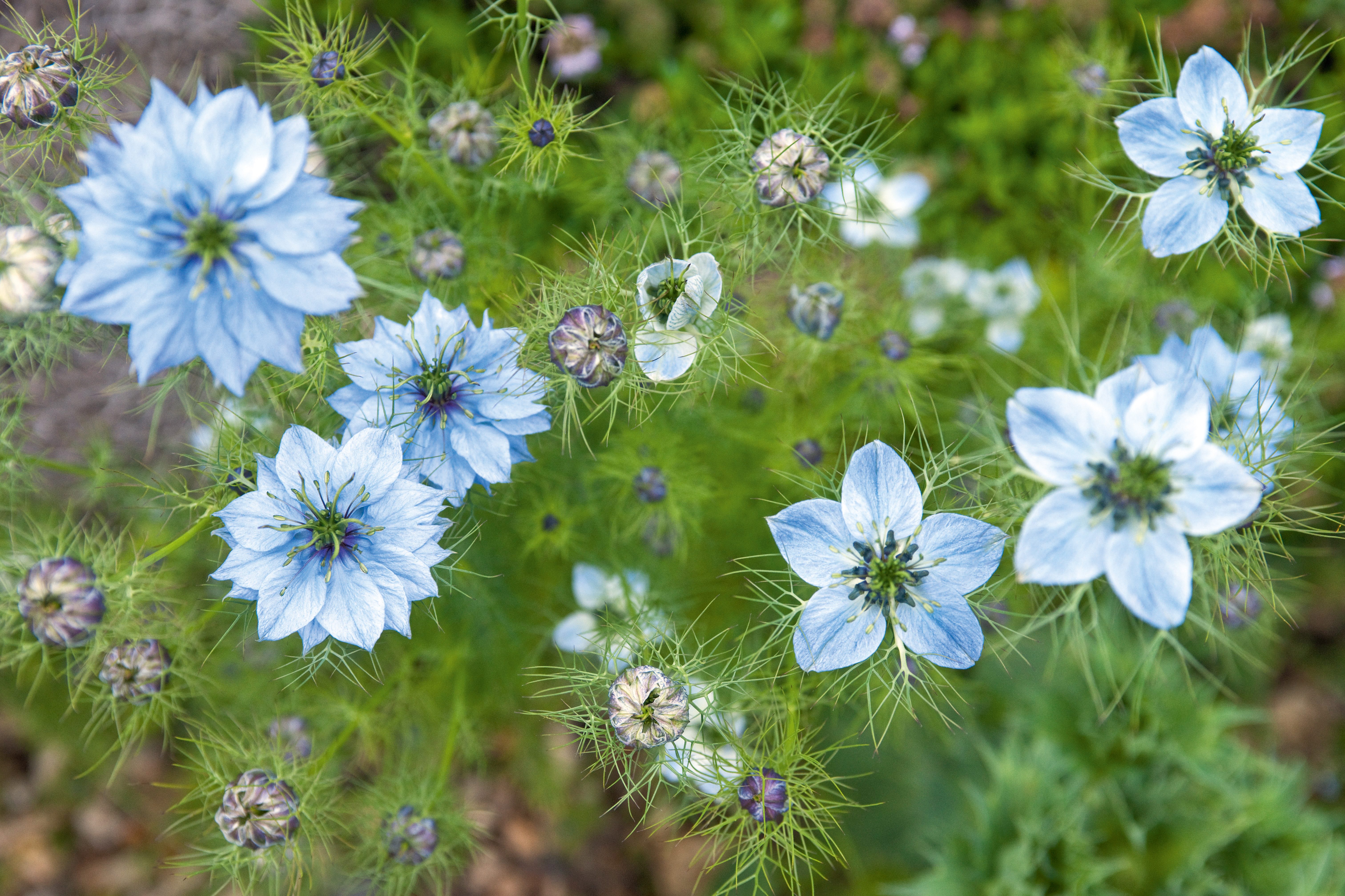 Nigella damascena (Love-in-a-mist)