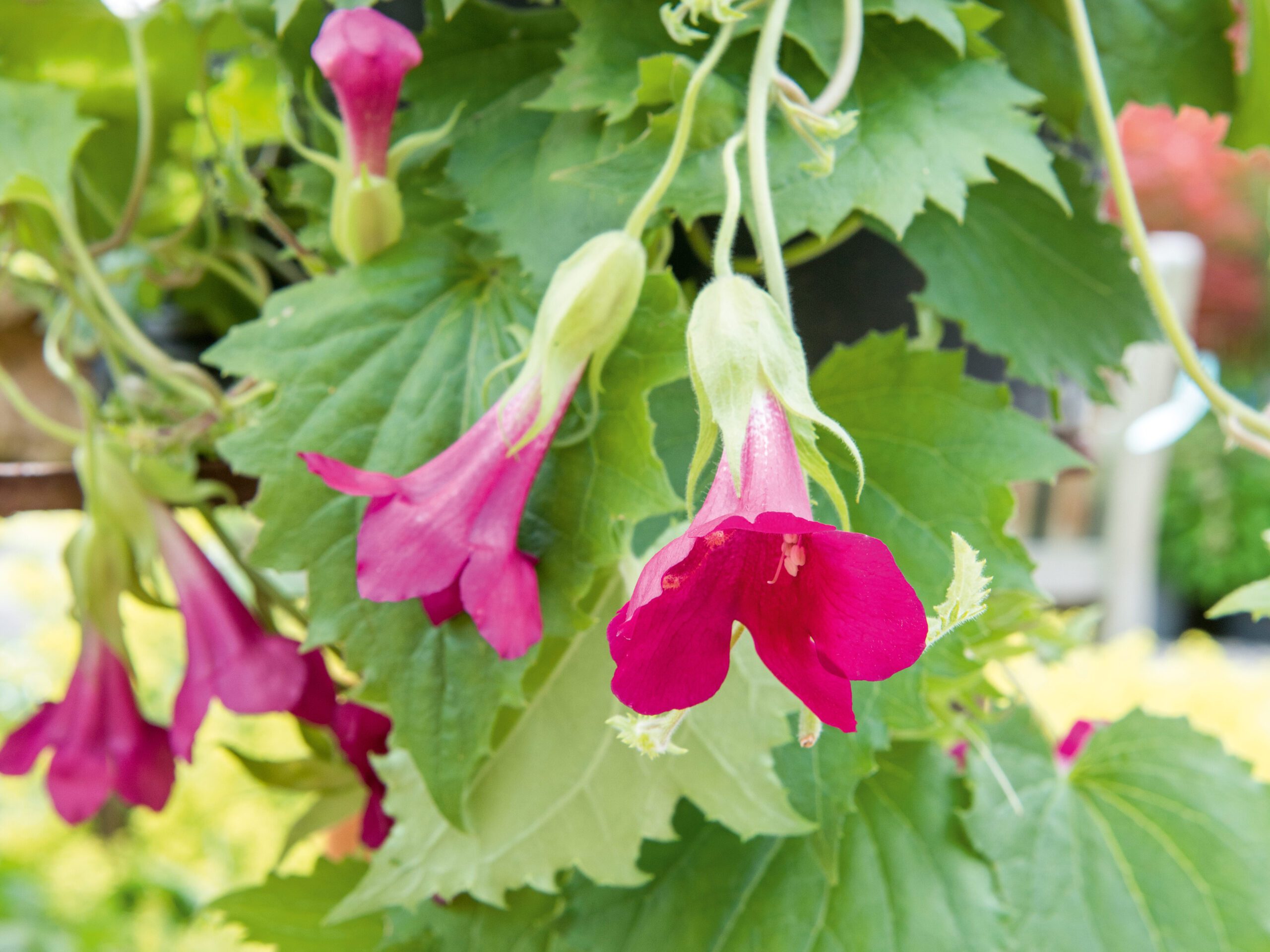 Lophospermum Wine Red