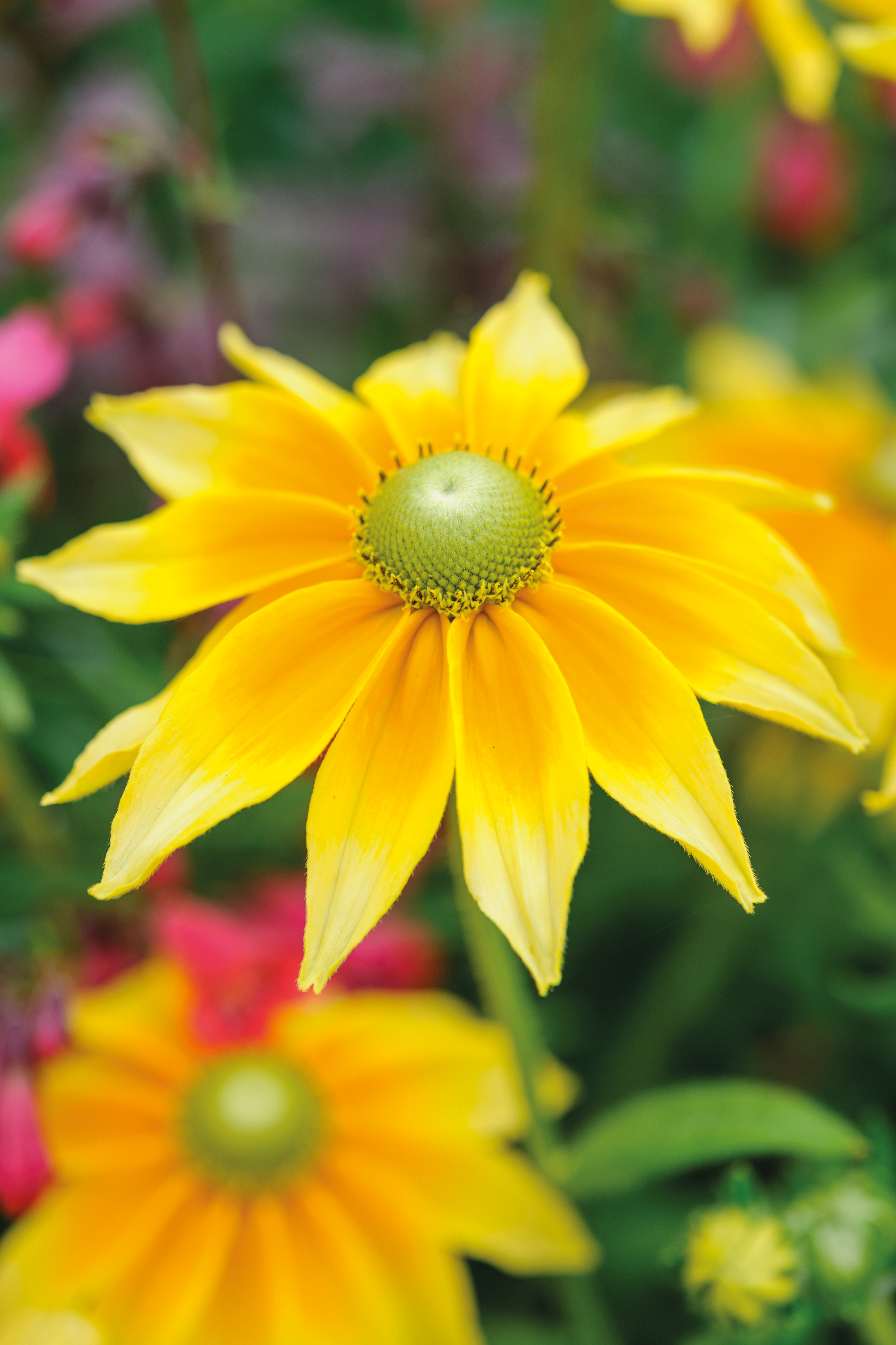 Rudbeckia hirta 'Prairie Sun'