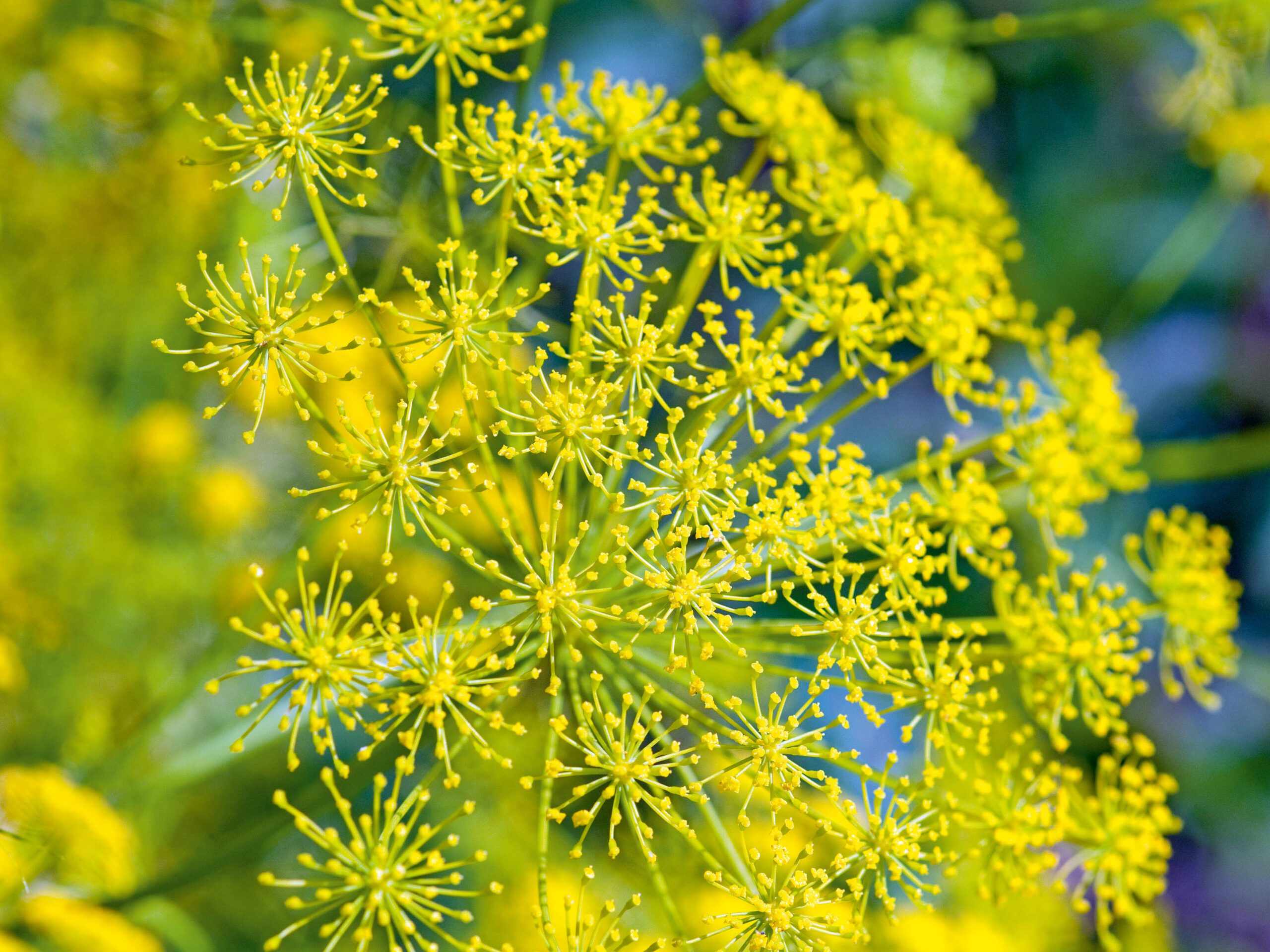 Ridolfia segetum (Corn parsely, false fennel)