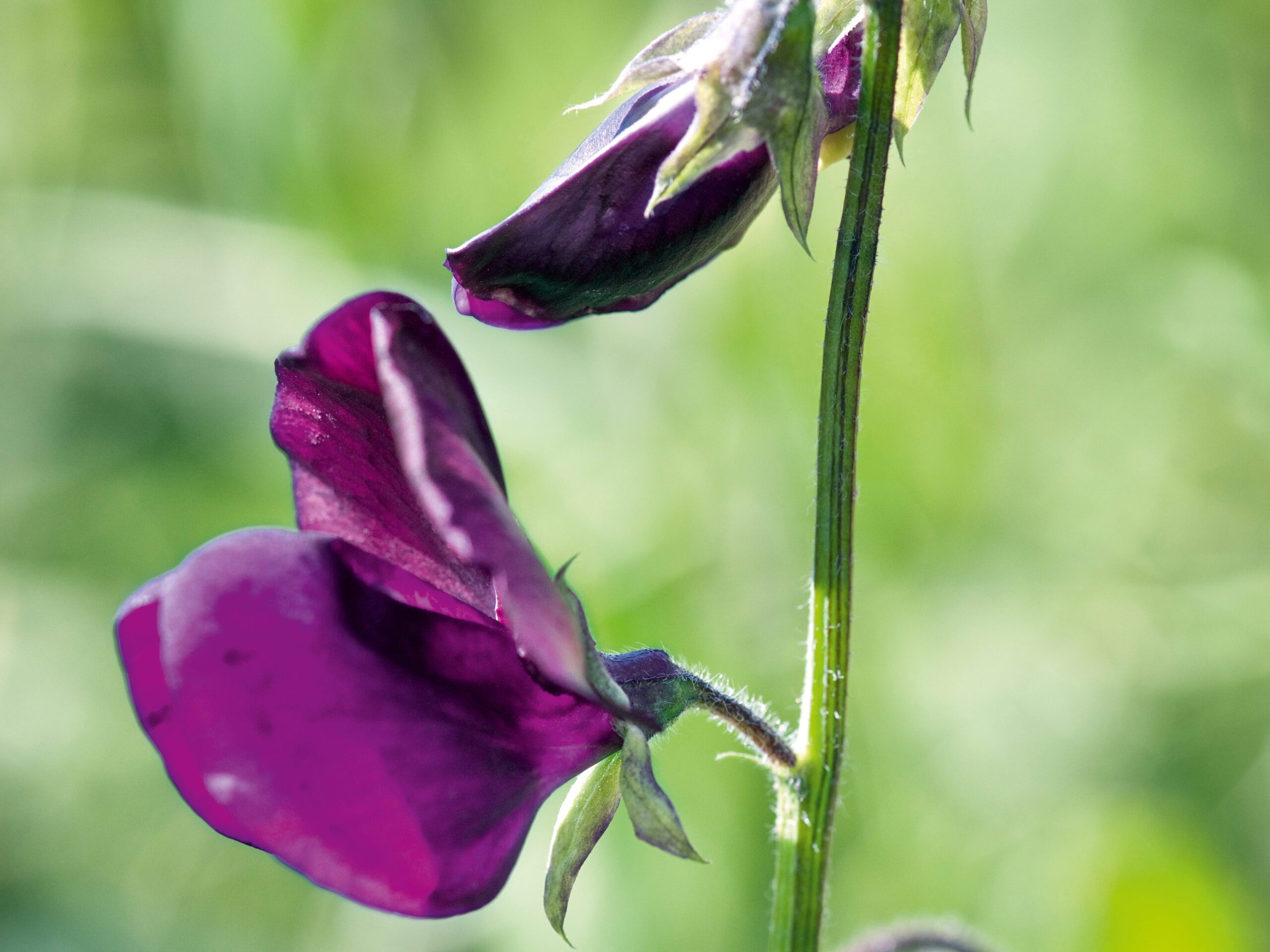 Lathyrus odoratus 'Black Knight' (Sweet pea 'Black Knight')