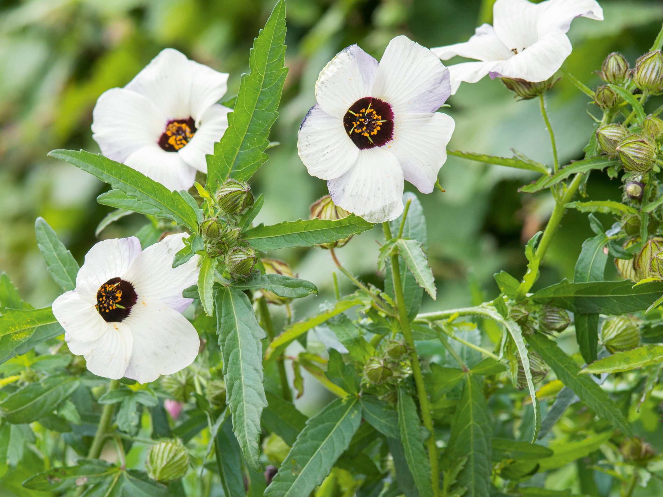 Hibiscus trionum