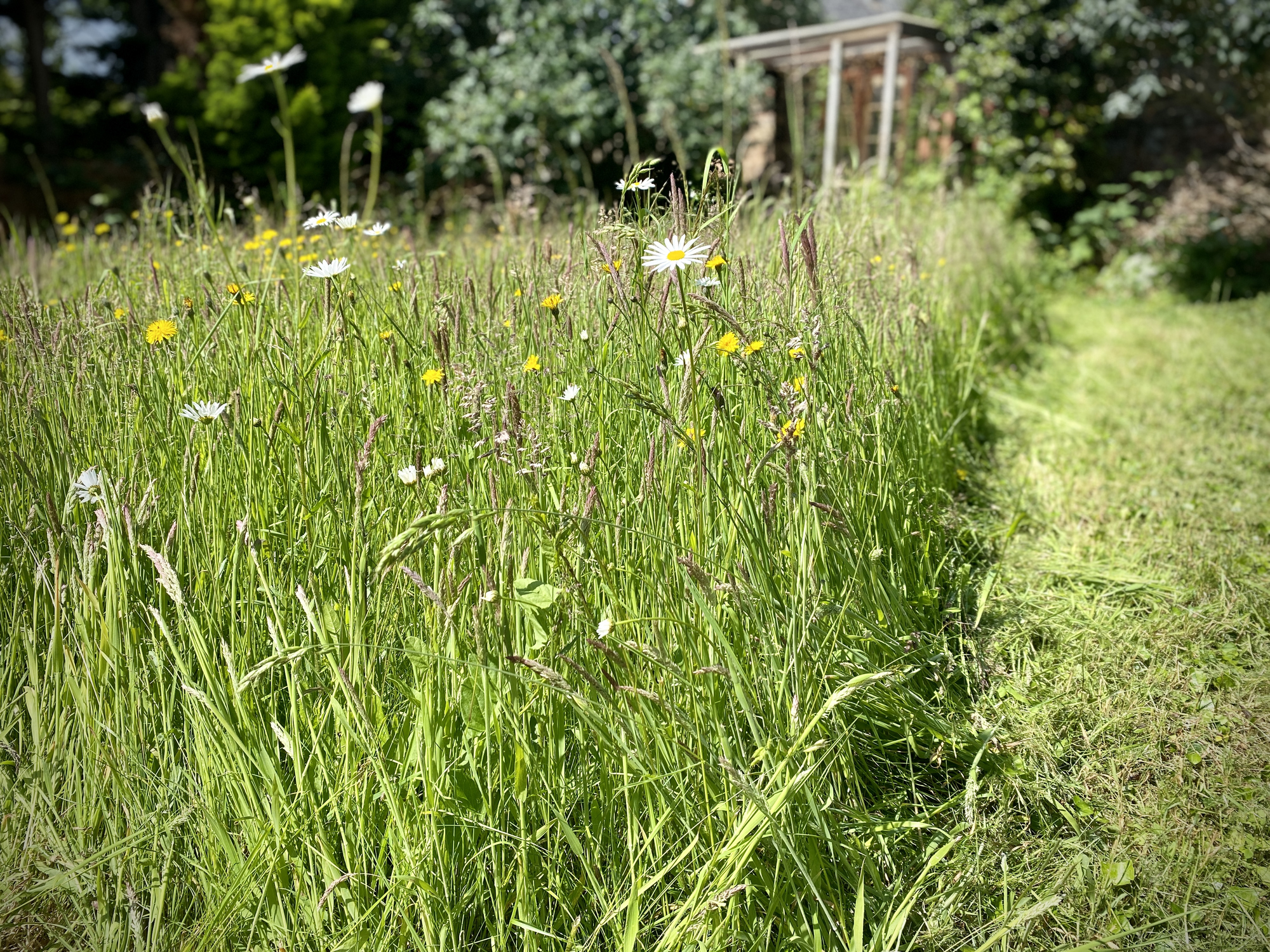 Wild flower meadow with mown path, daisies, dandelions, grass seed heads.