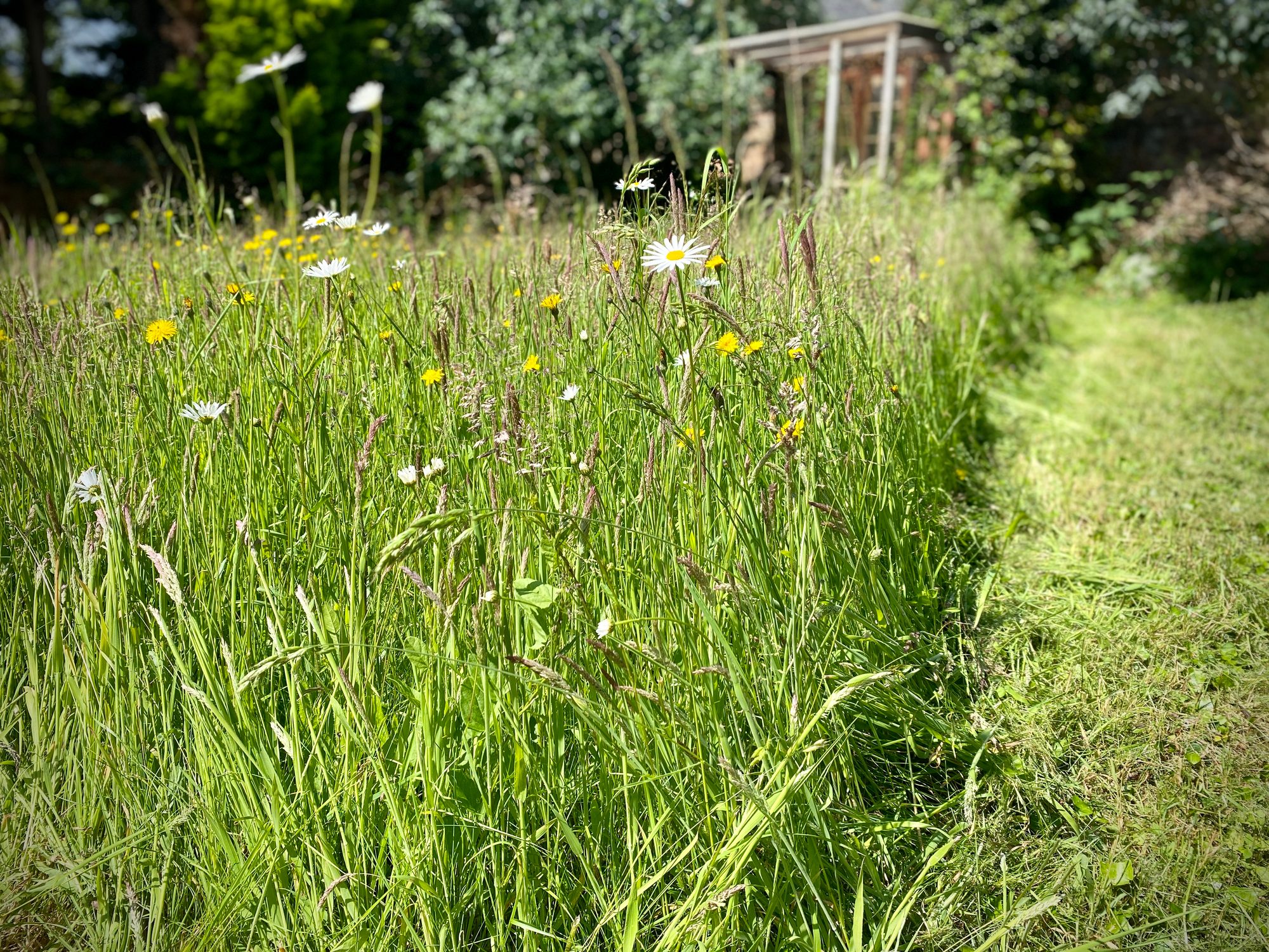 Wild flower meadow with mown path, daisies, dandelions, grass seed heads.