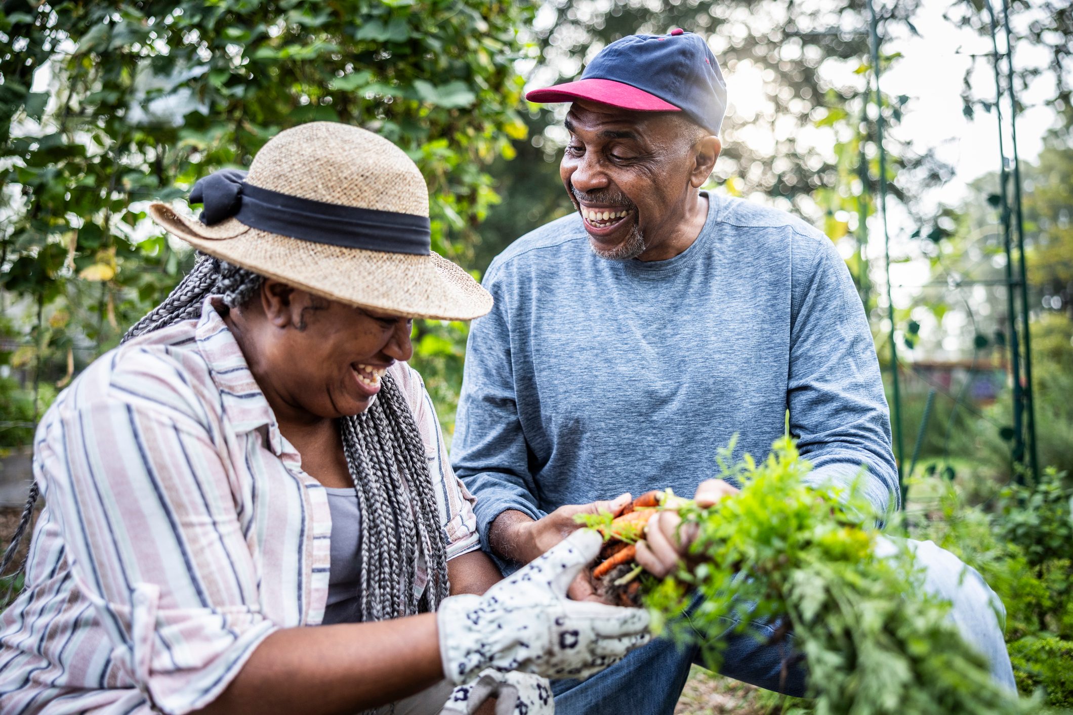 Couple picking vegetables in community garden