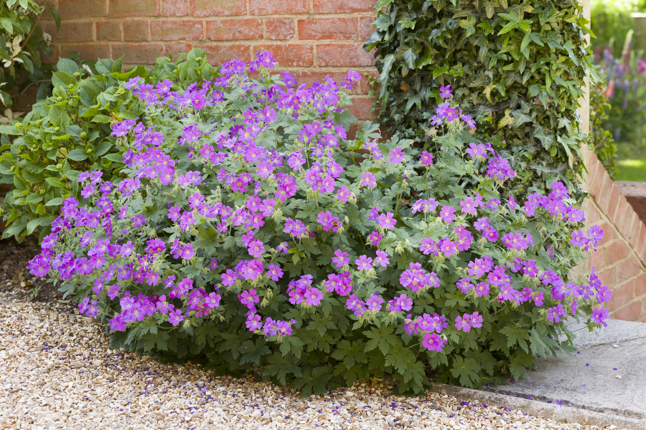 Geranium plant in English cottage garden, UK