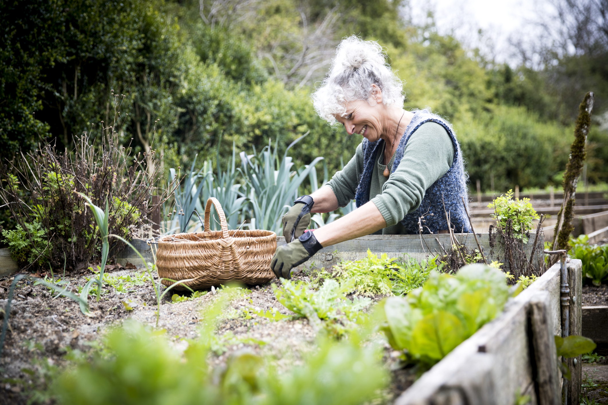 Female gardener tending lettuce on raised bed