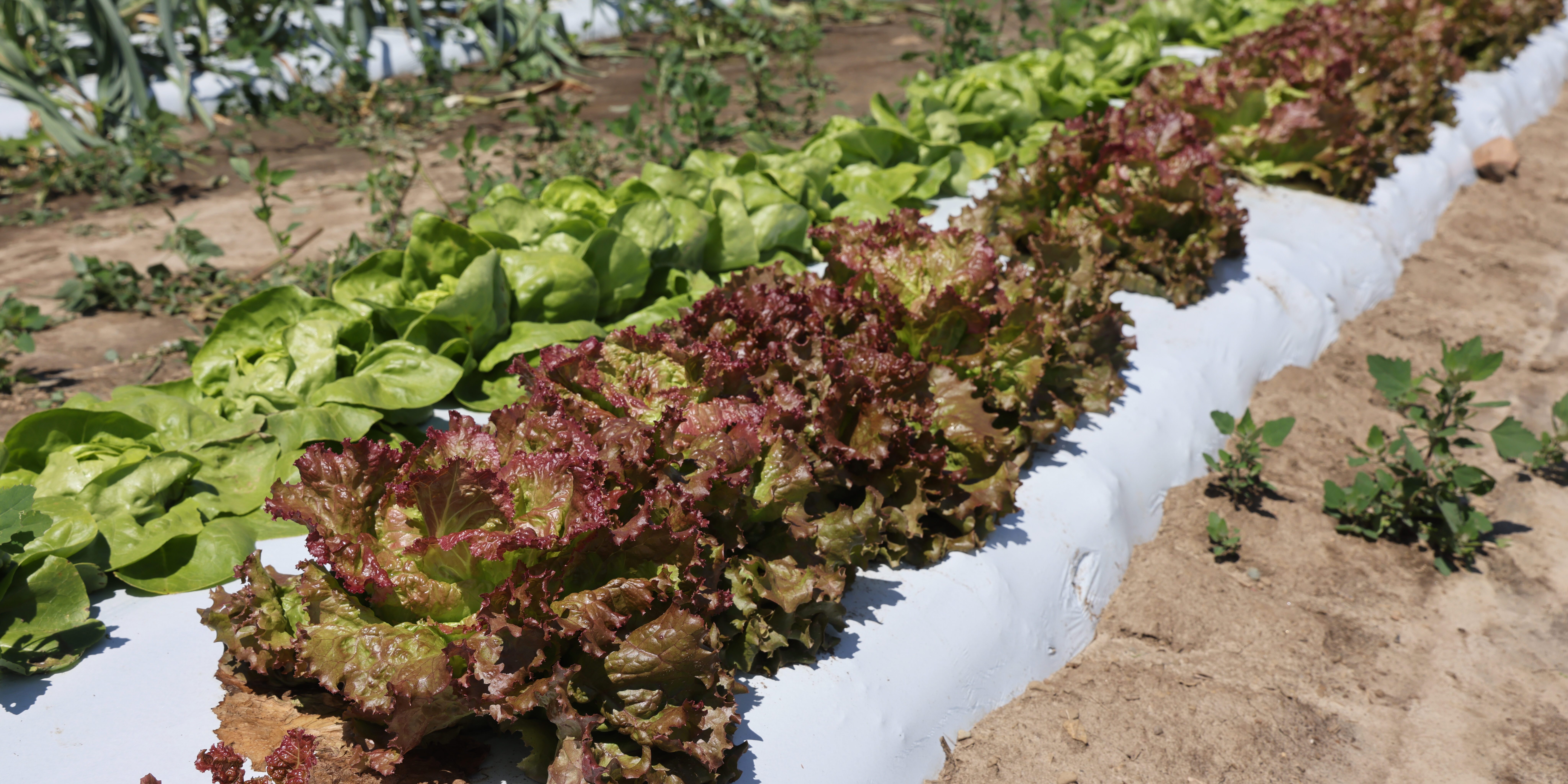 Lettuces growing