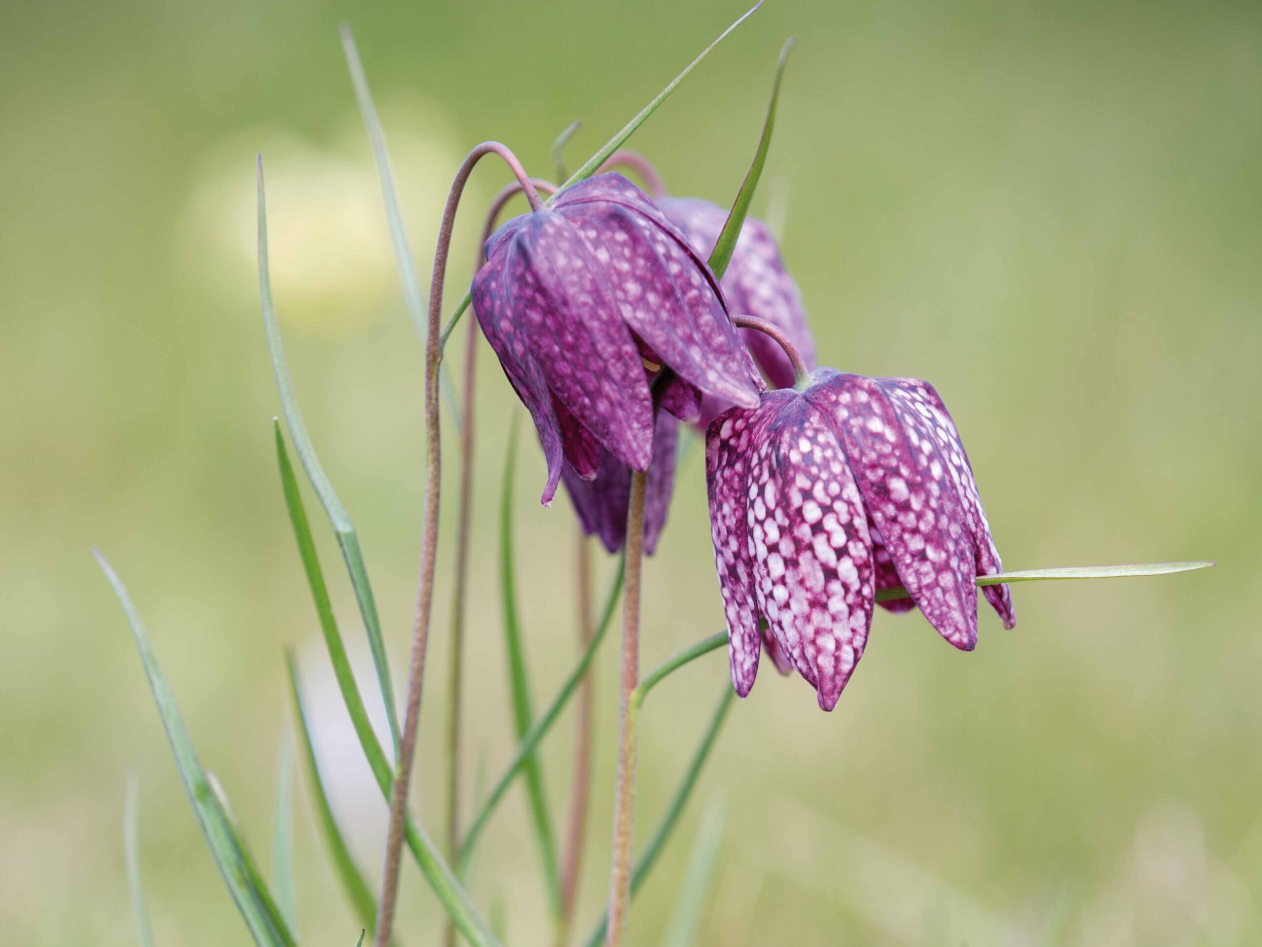 Fritillaria meleagris Fritillaria meleagris