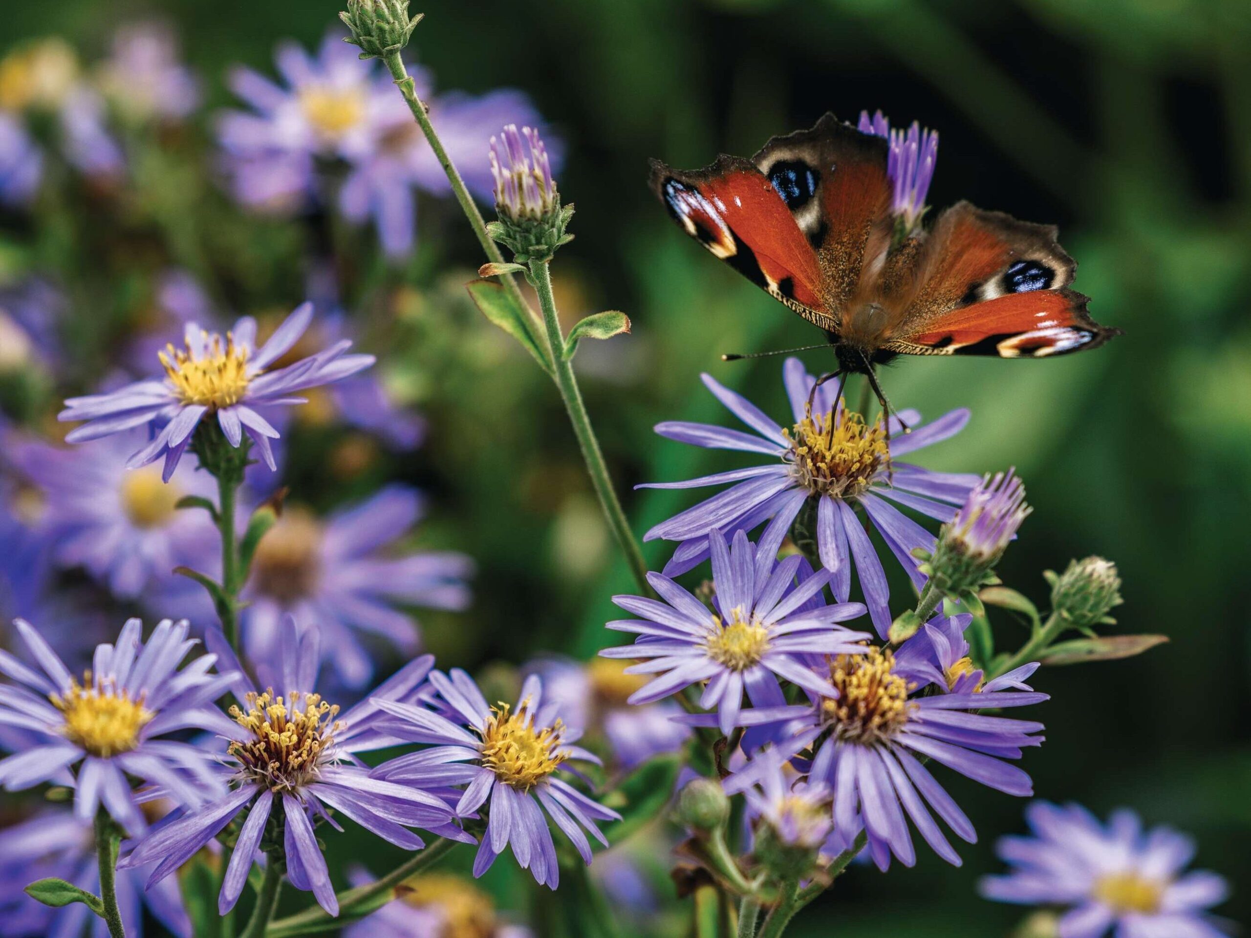 Aster macrophyllus