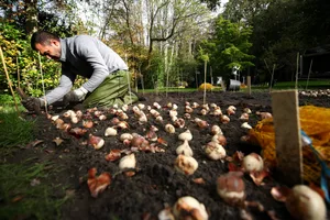 Bulb planting Bulb planting