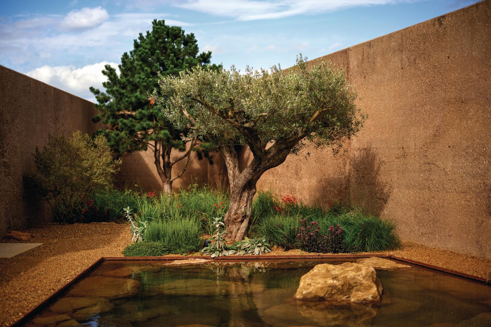 An old olive tree and dwarf elm tree in front of a pool