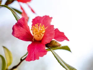 Camellia sasanqua 'Crimson King' Camellia sasanqua 'Crimson King'