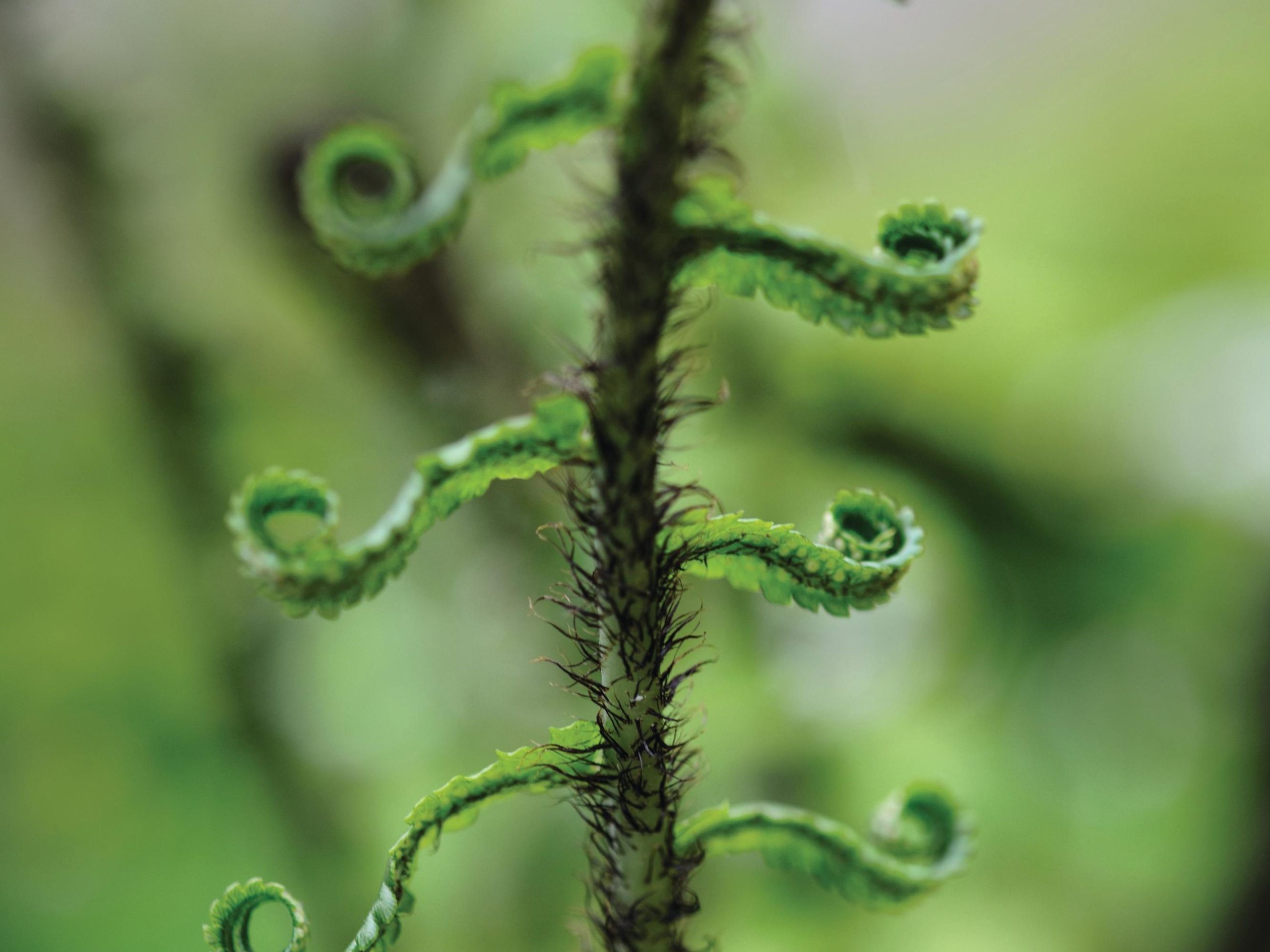 Fern